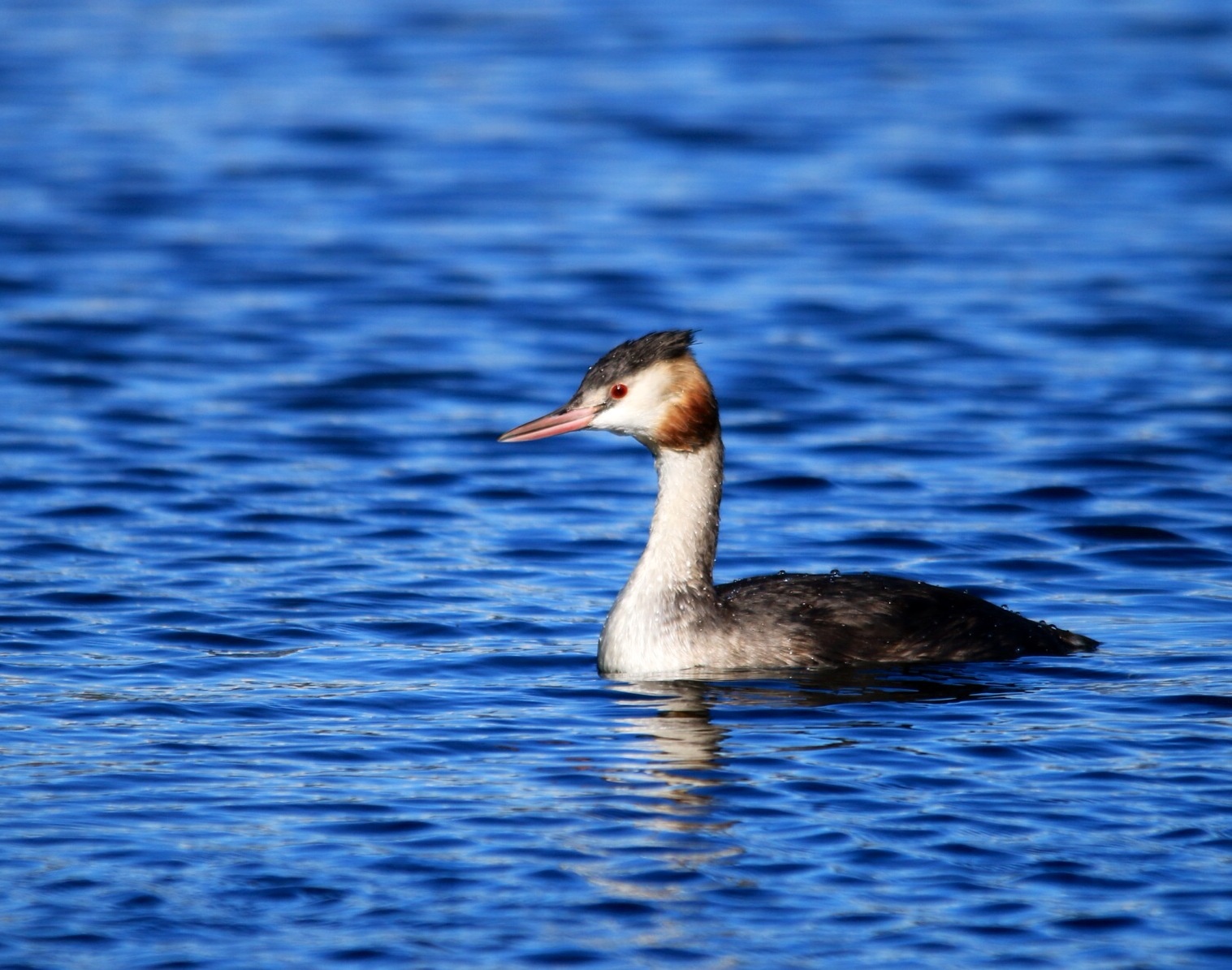 svasso dopo immersione