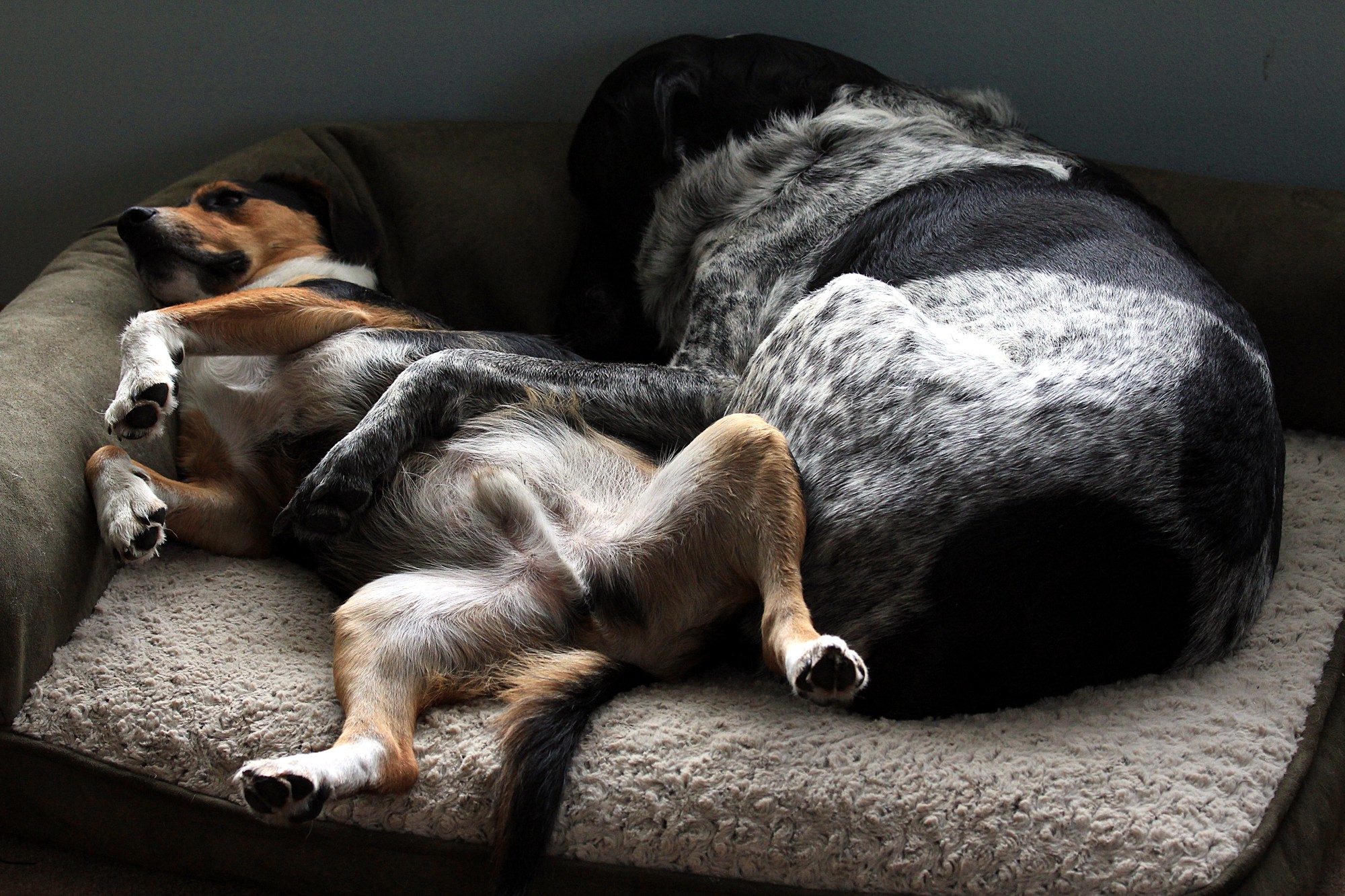 Tu sei come un fratello per me