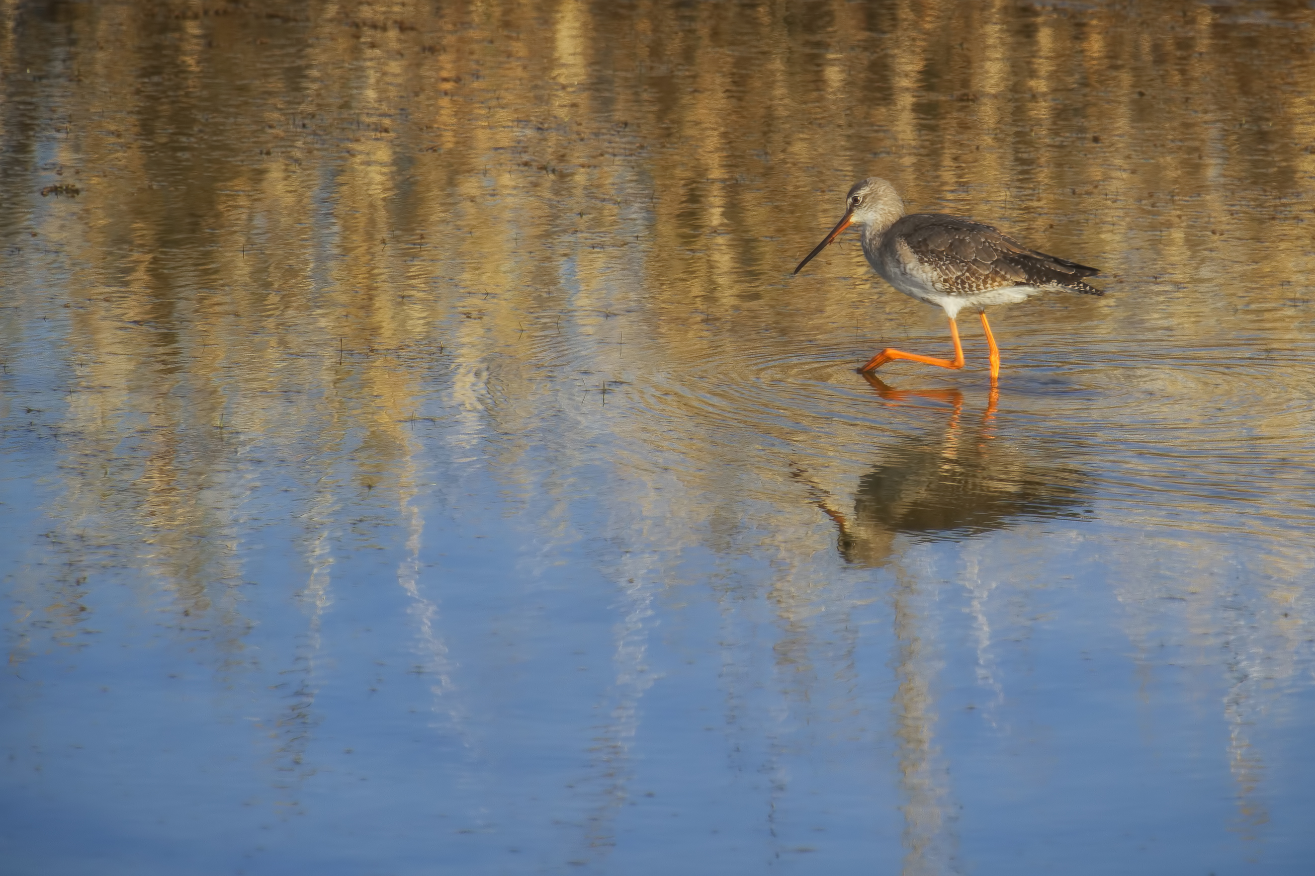 Redshank