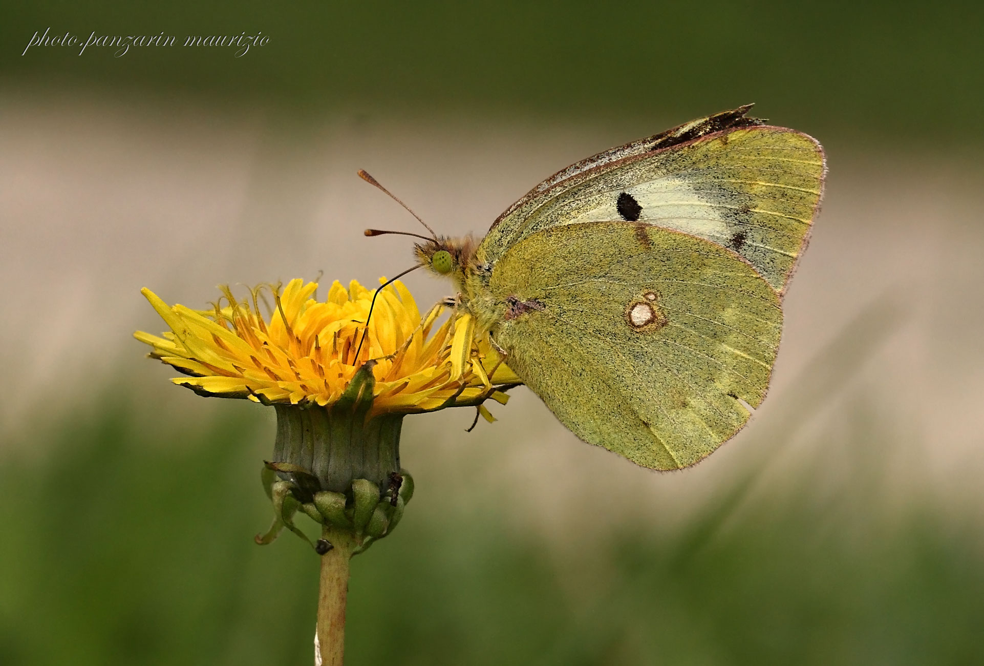 Colias croceus