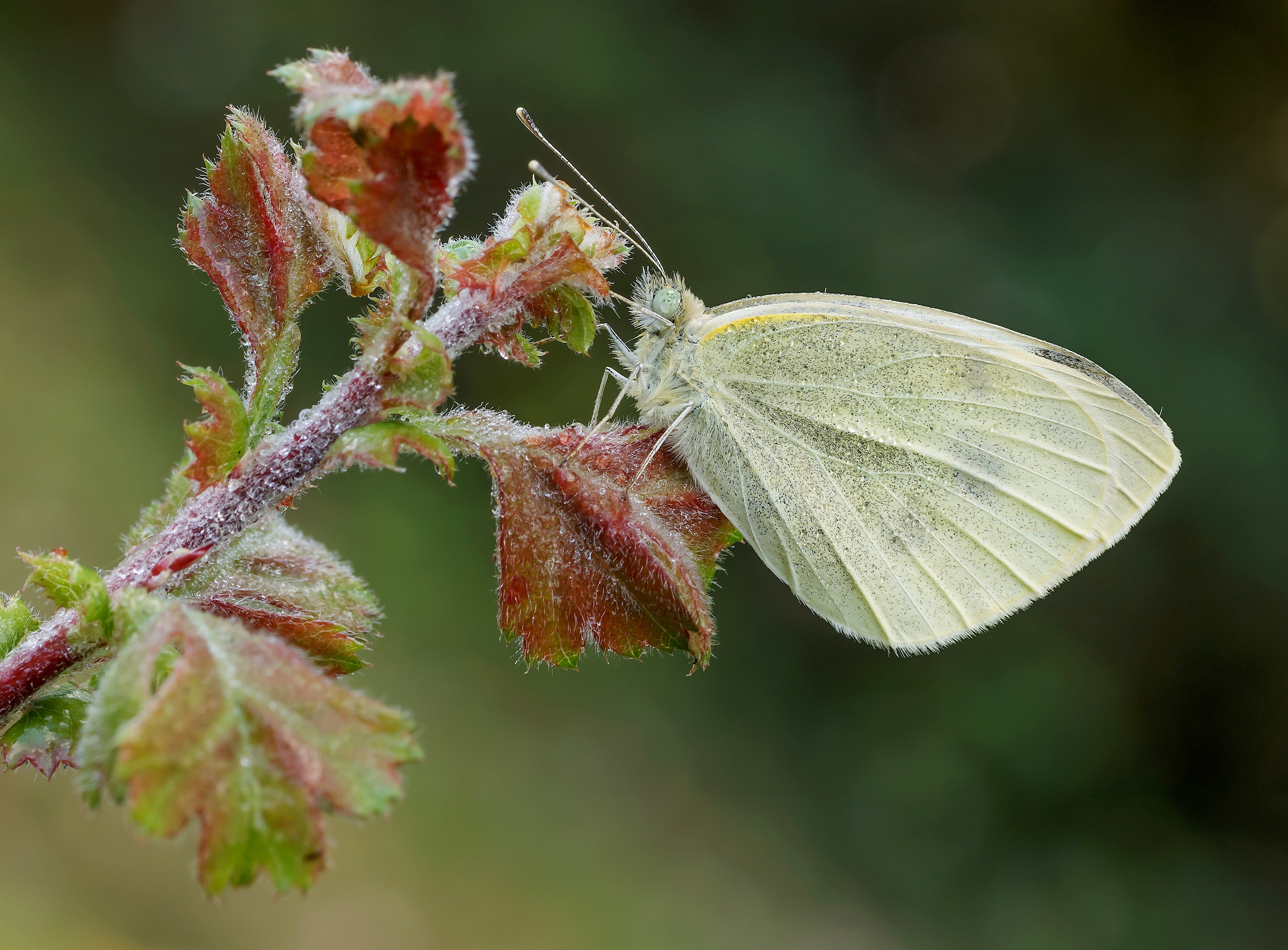 Pieris brassicae...