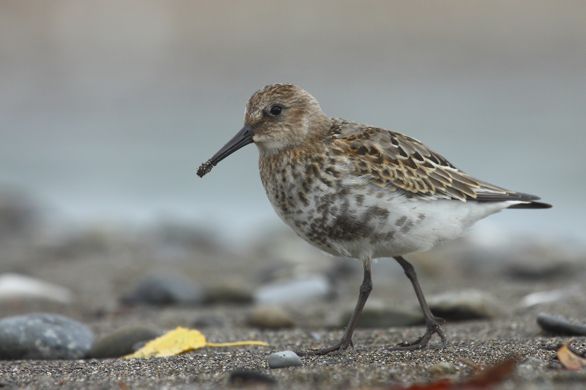 piovanello pancia nera