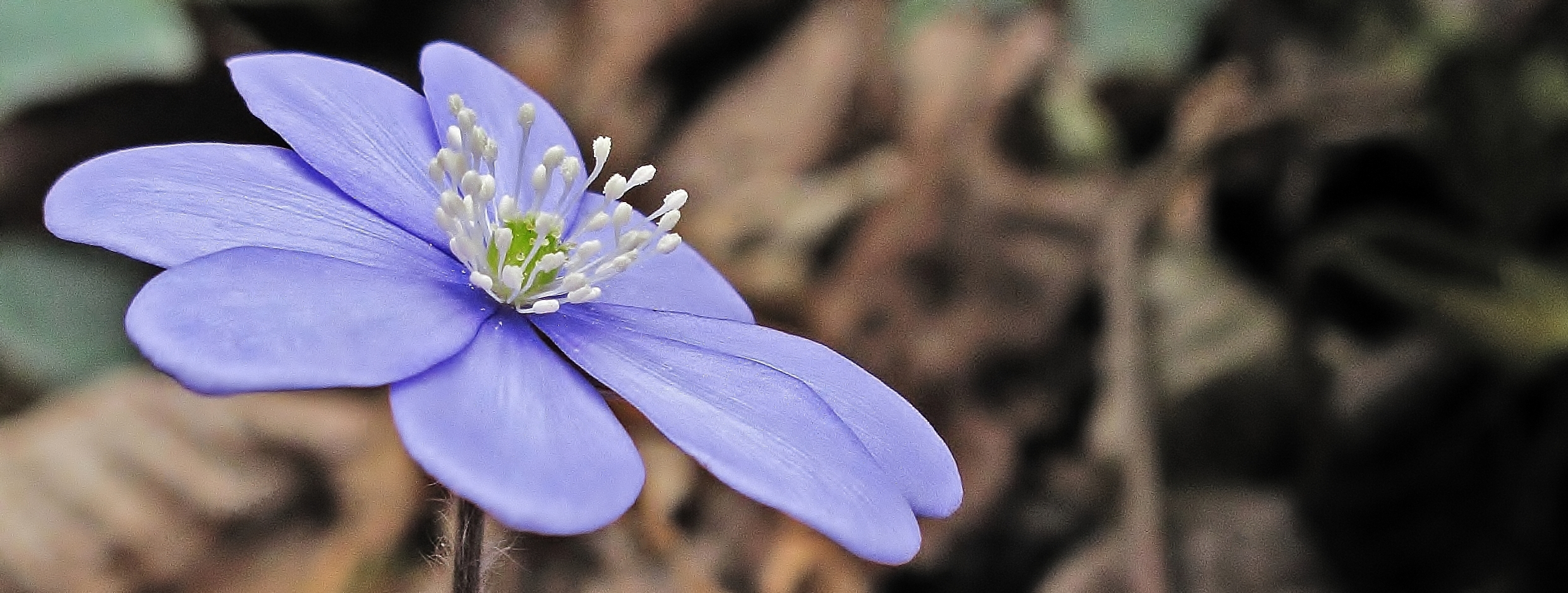 Hepatica nobilis