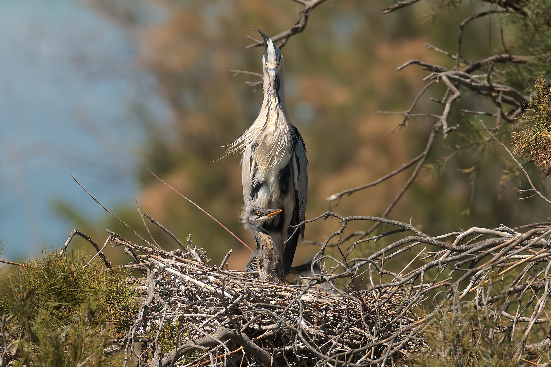 Airone Cenerino e prole