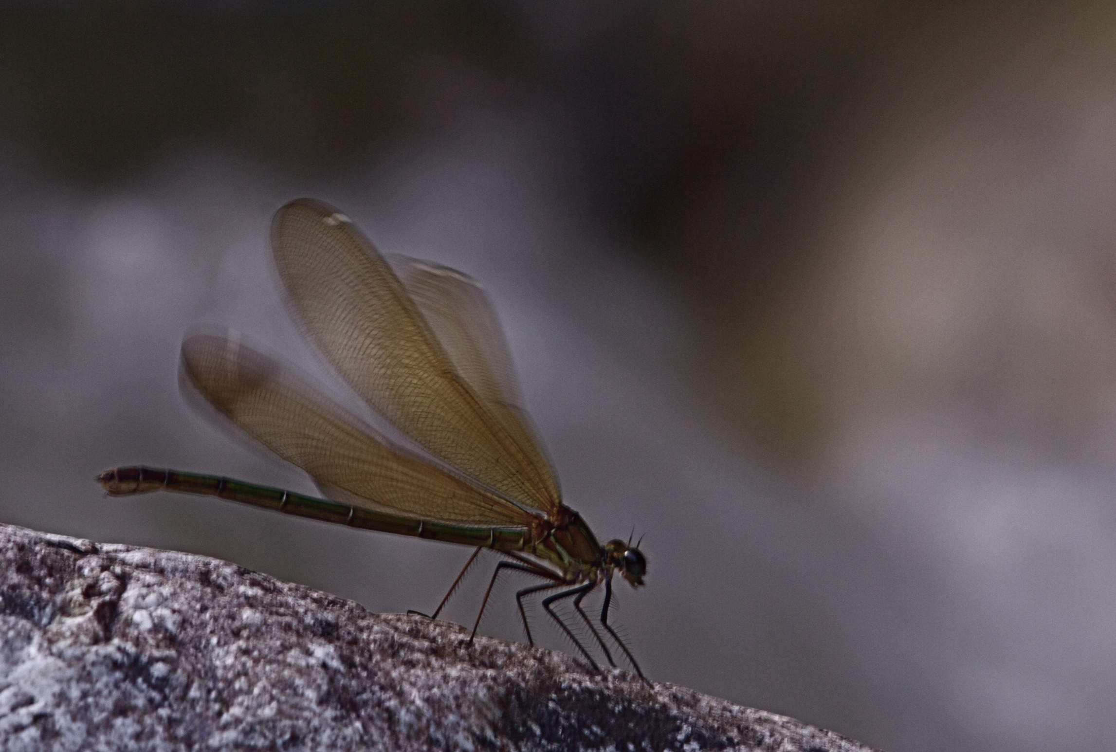 Calopteryx haemorrhoidalis