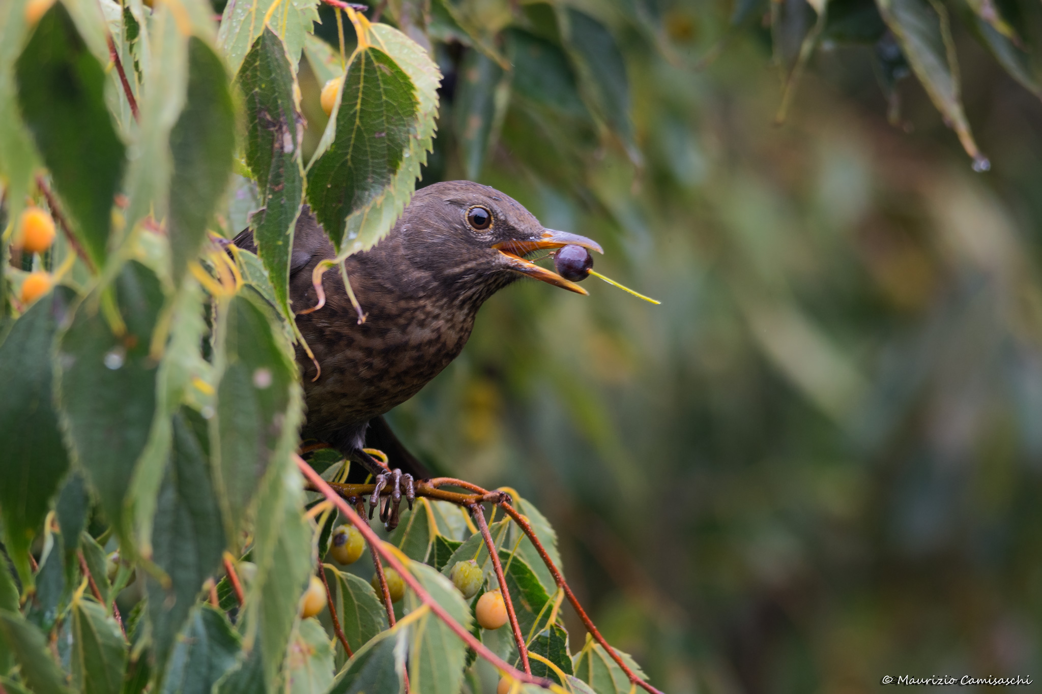 Blackbird with berry