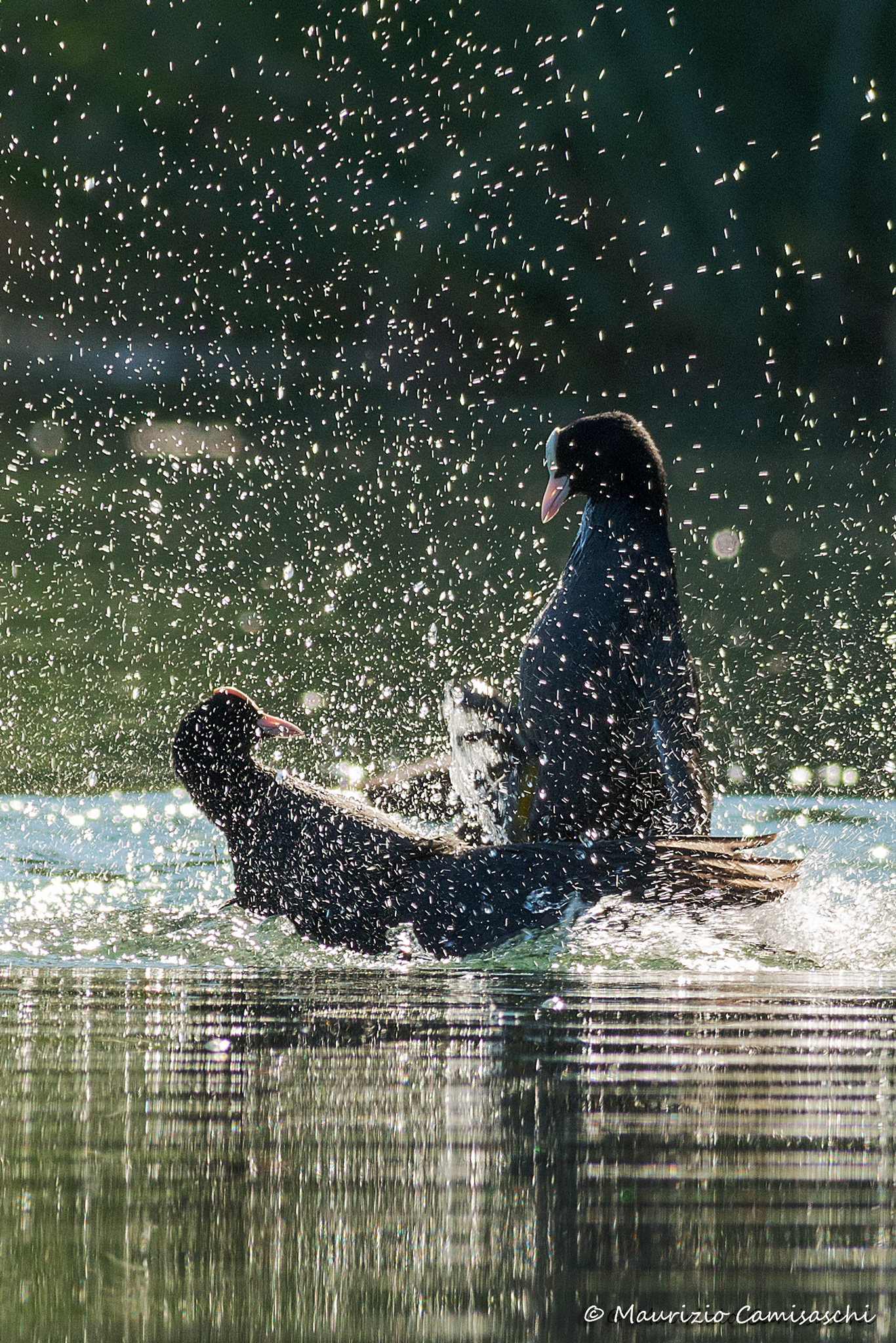 Battle between coots backlight