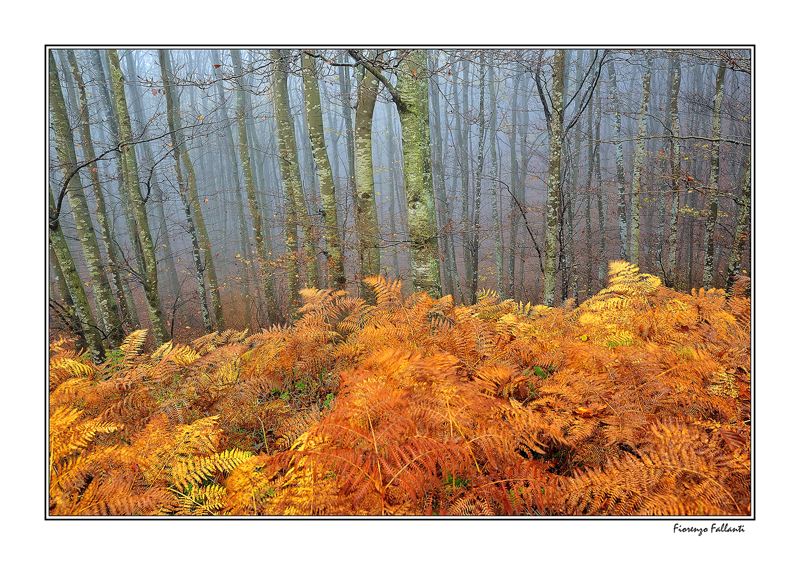 ...La brezza dopo la nebbia...