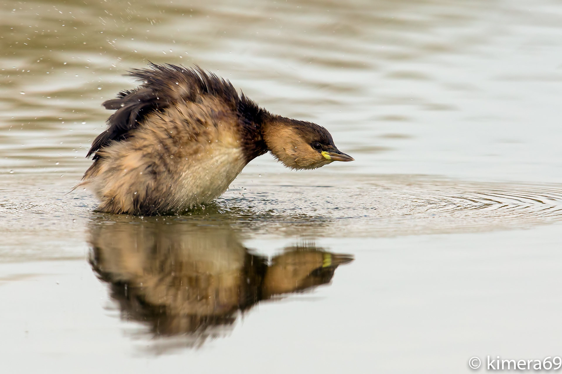 Tachybaptus ruficollis