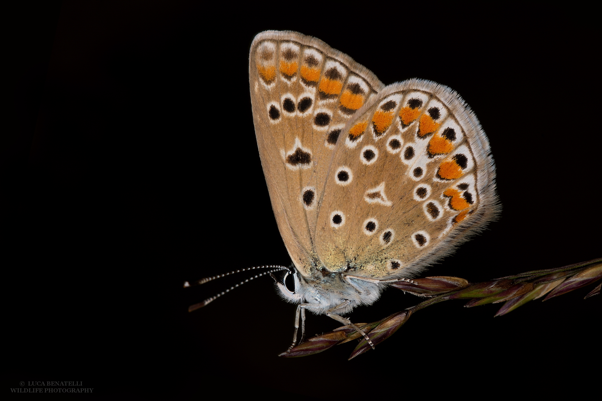 Polyommatus icarus