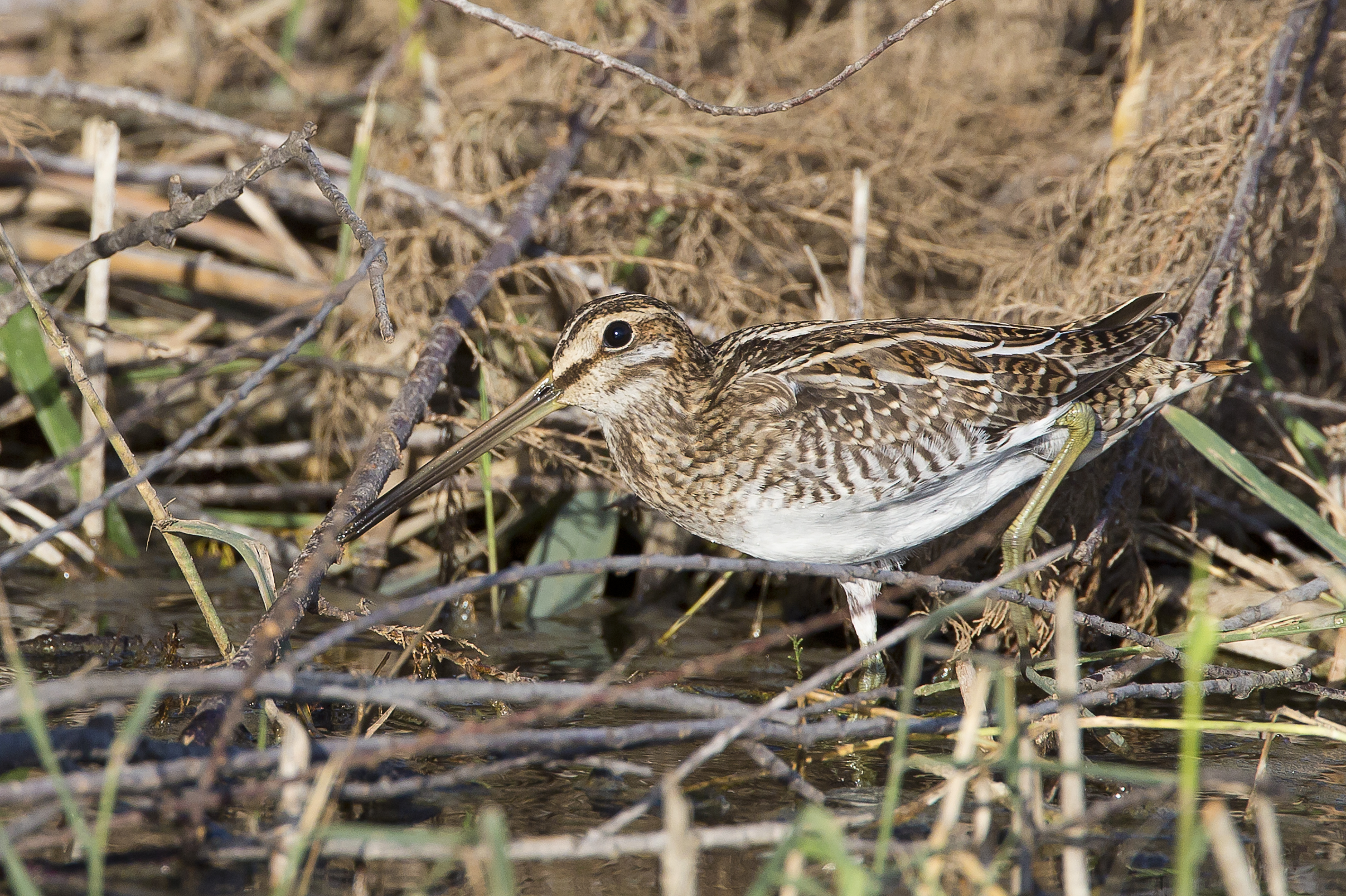 Il passo del beccaccino
