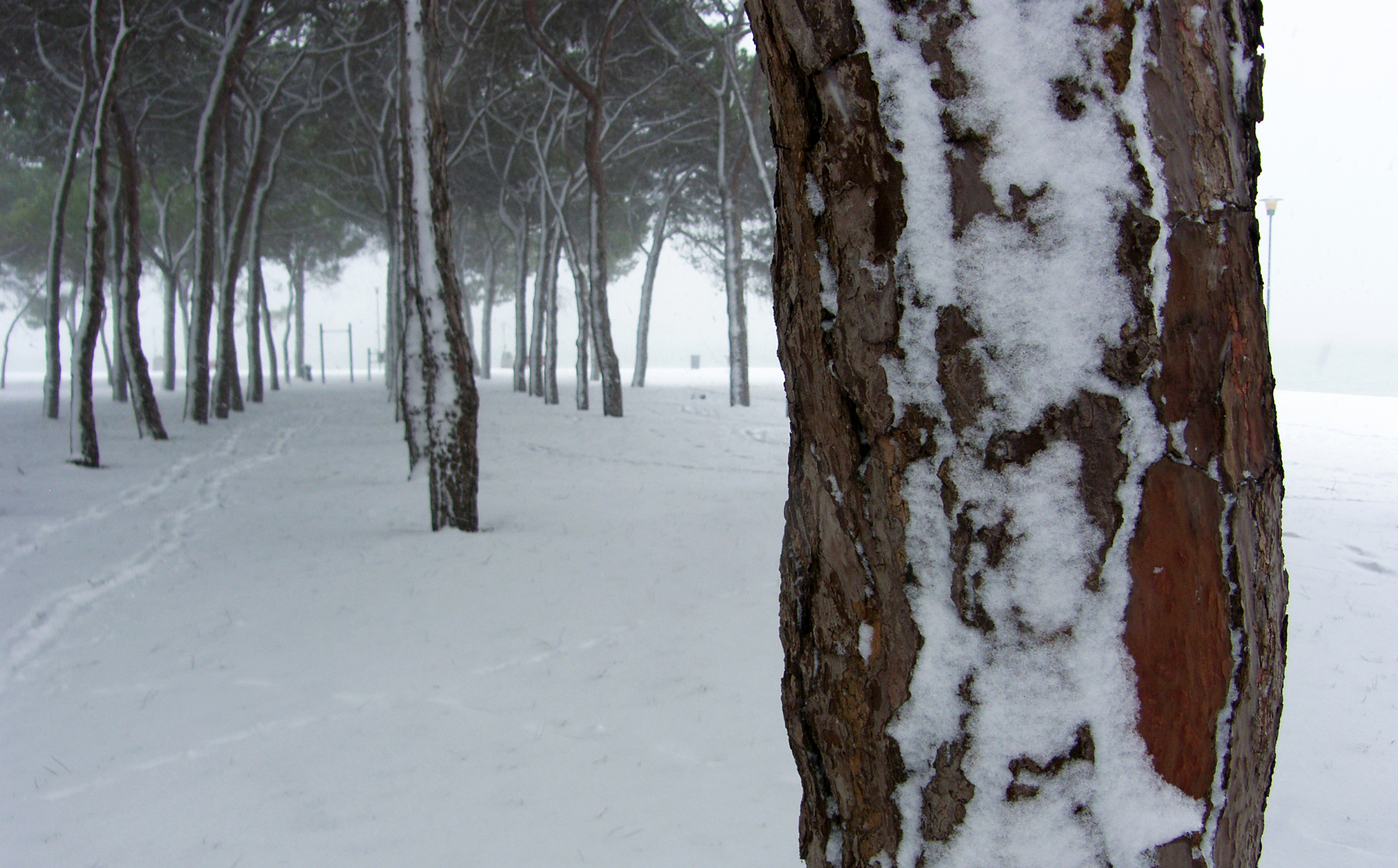 Alberi e neve