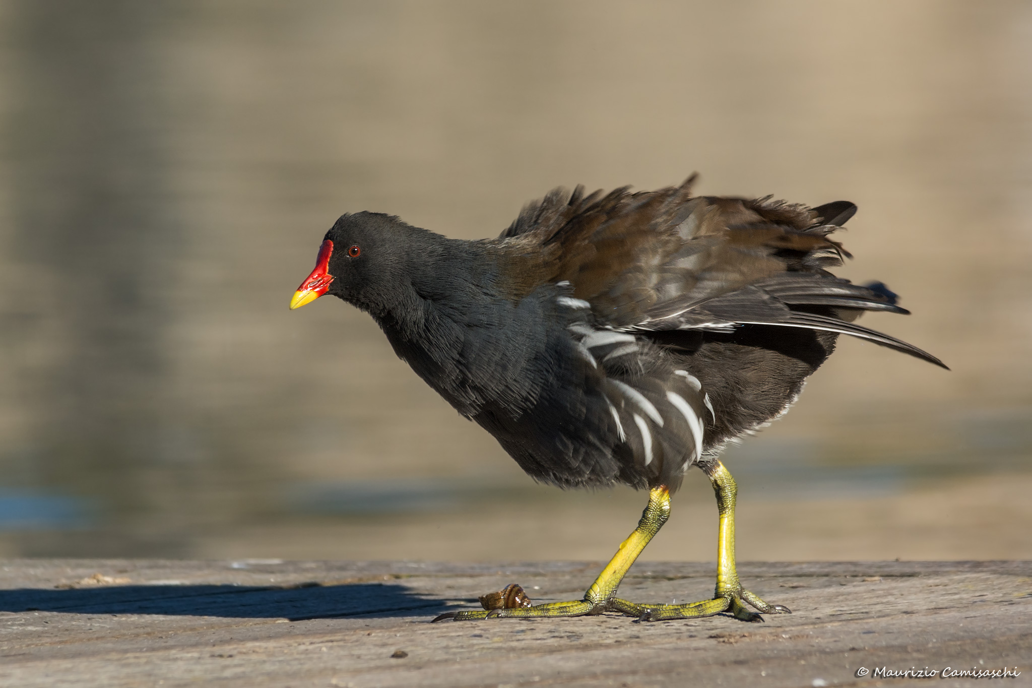Moorhen