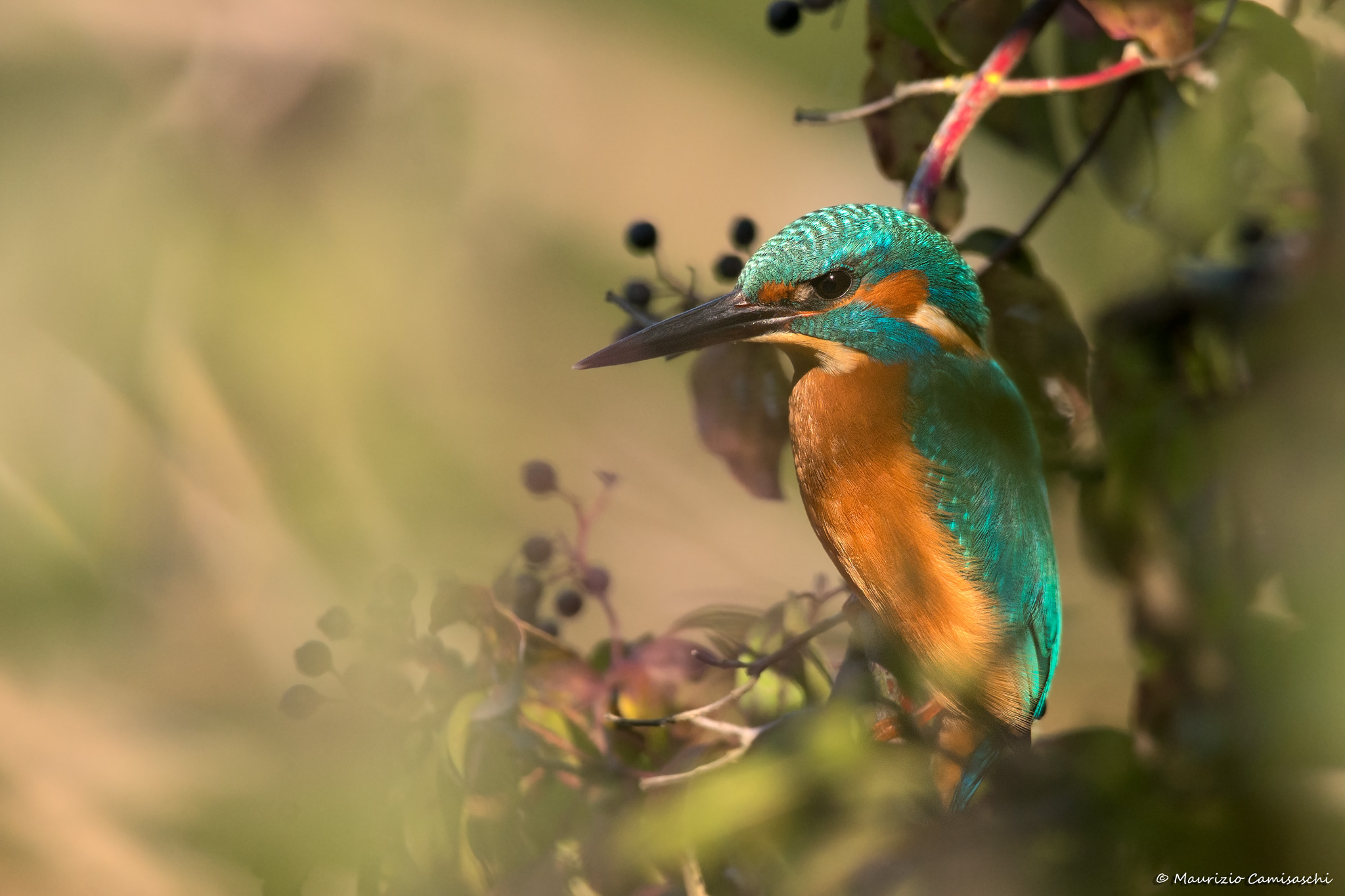 Martino between the branches