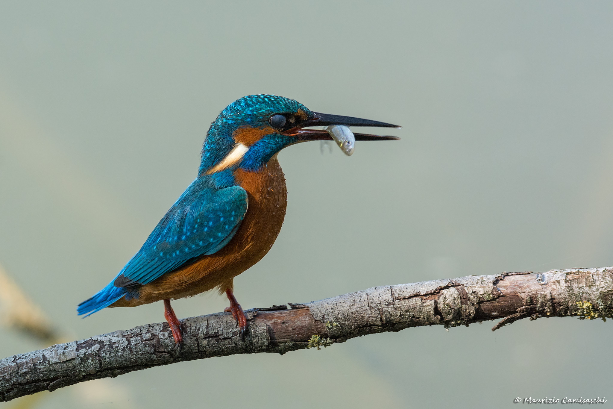 Martino with prey and nictitating membrane
