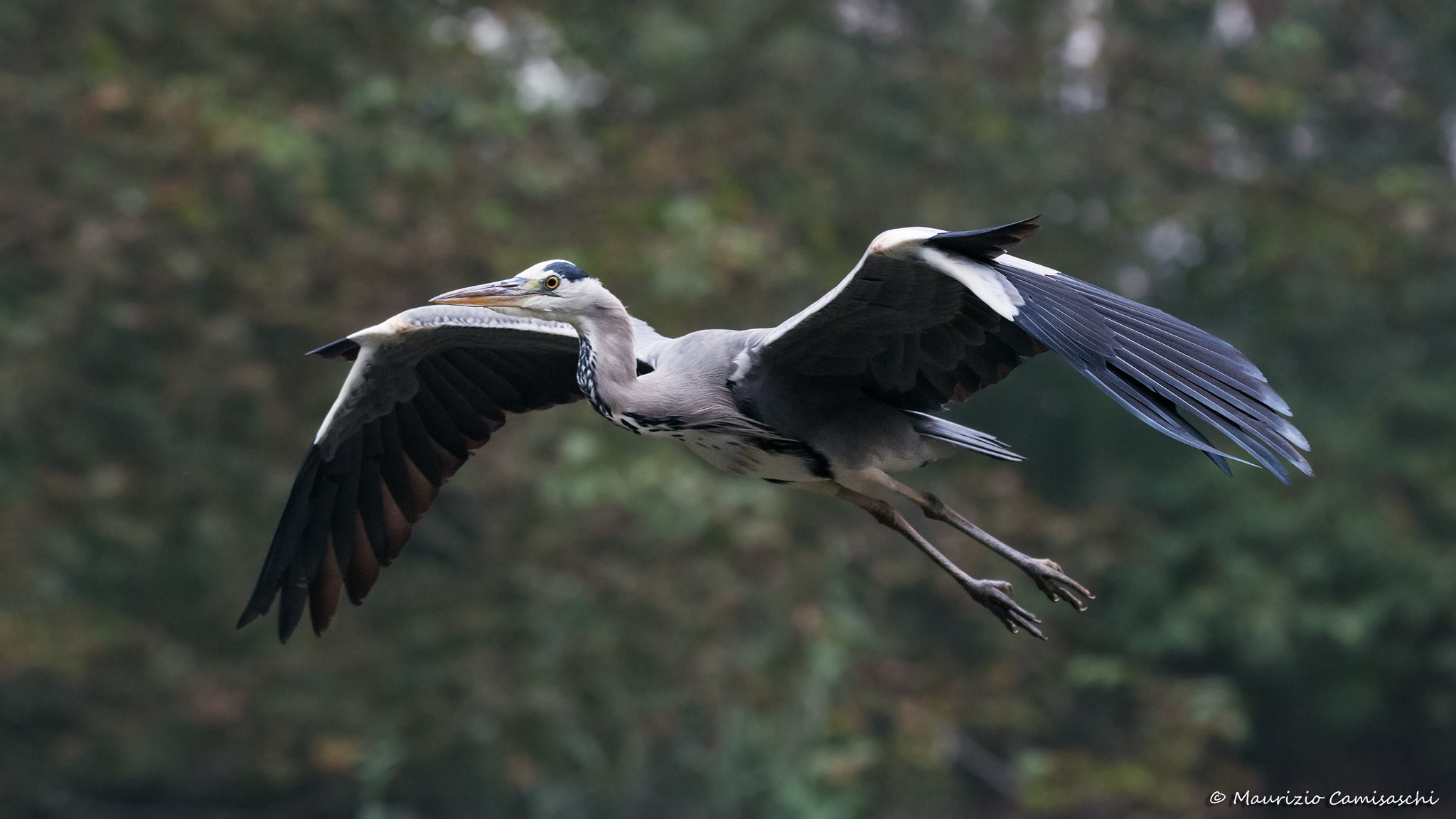Heron in flight
