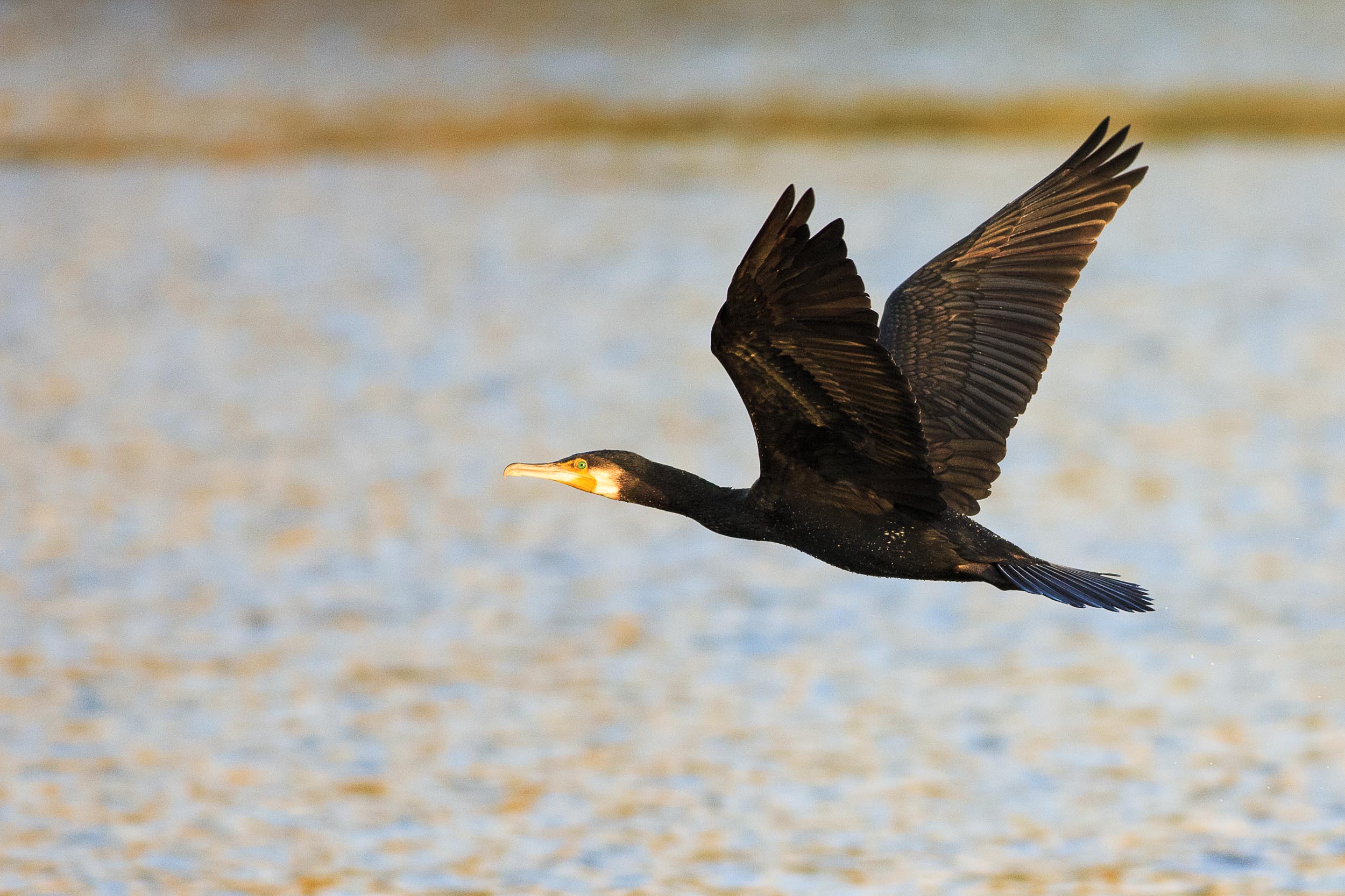 cormorant