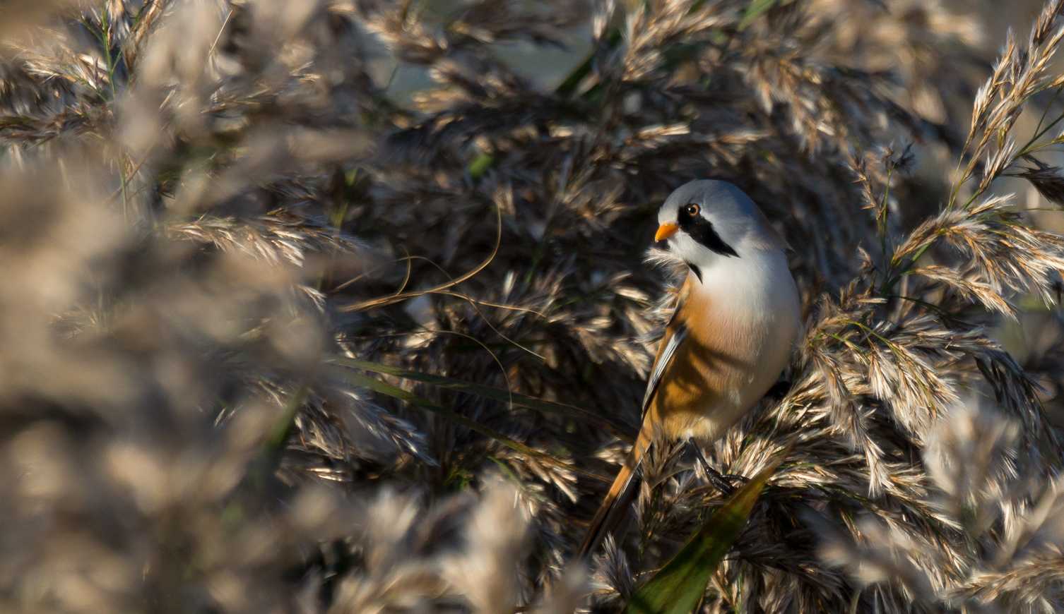 Bearded Reedling