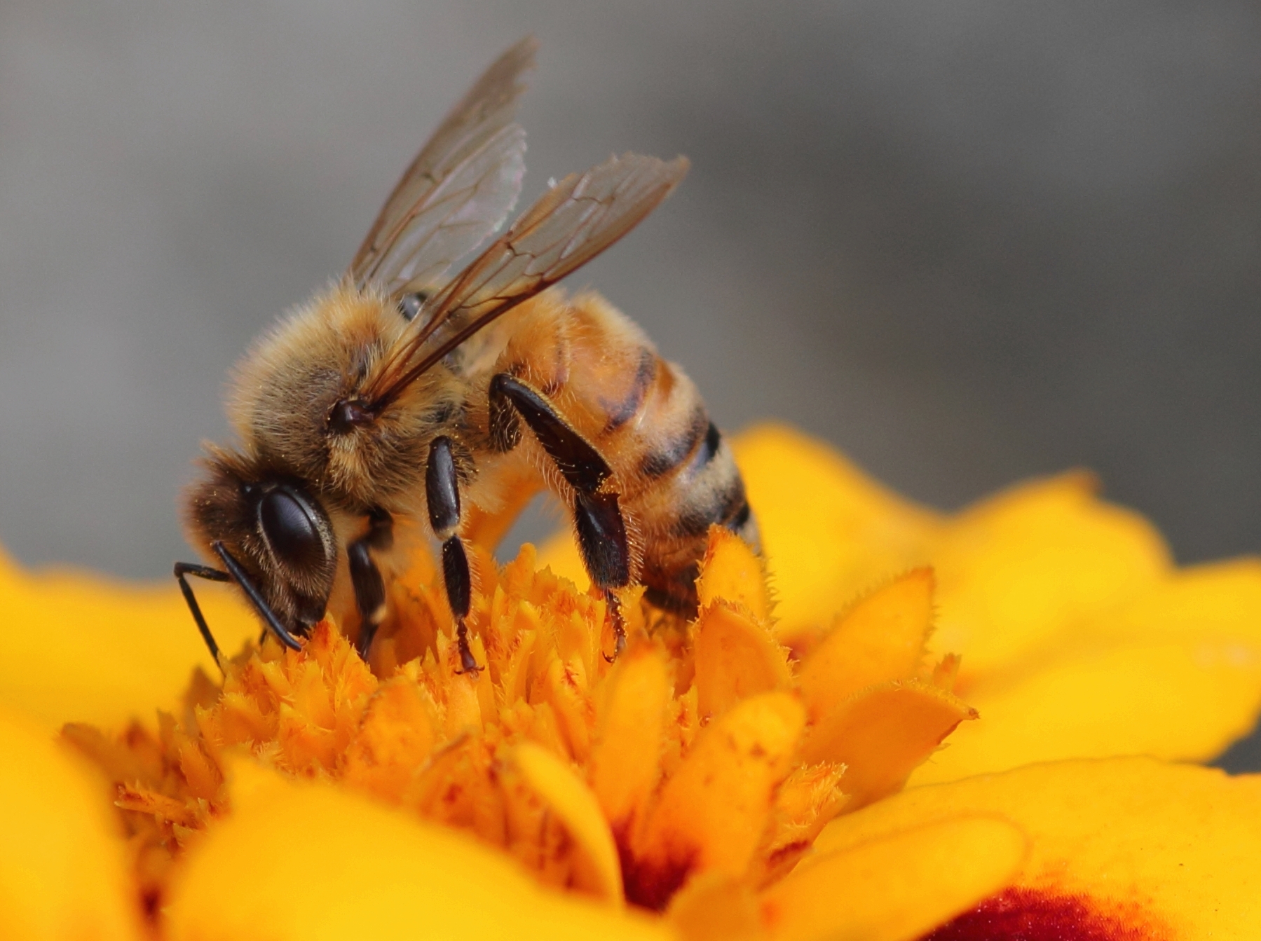 Apis mellifera