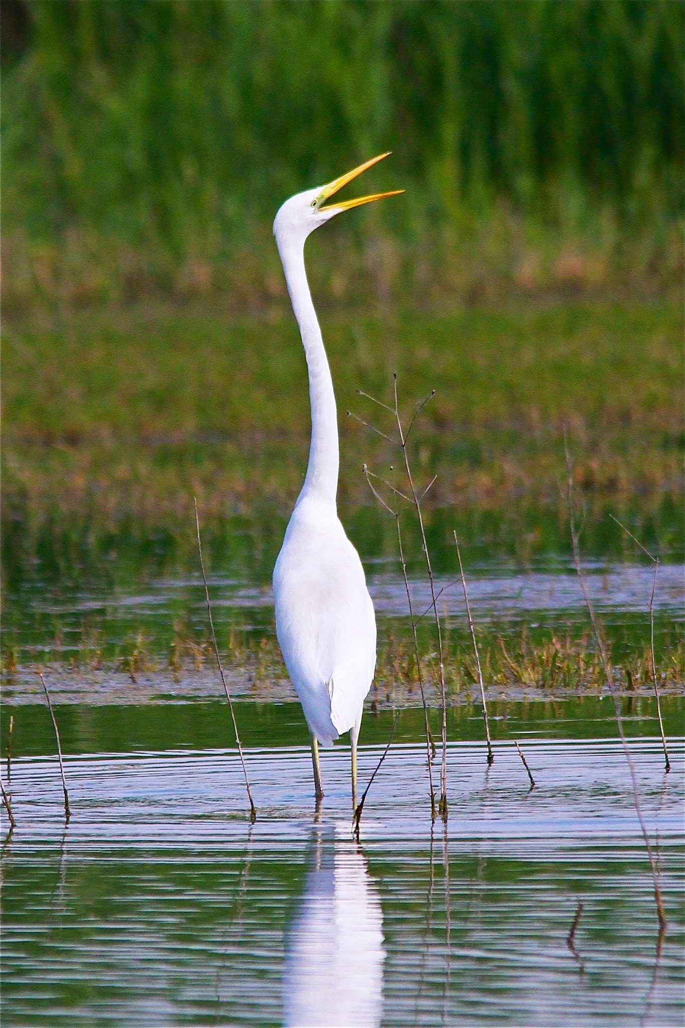 Great Egret