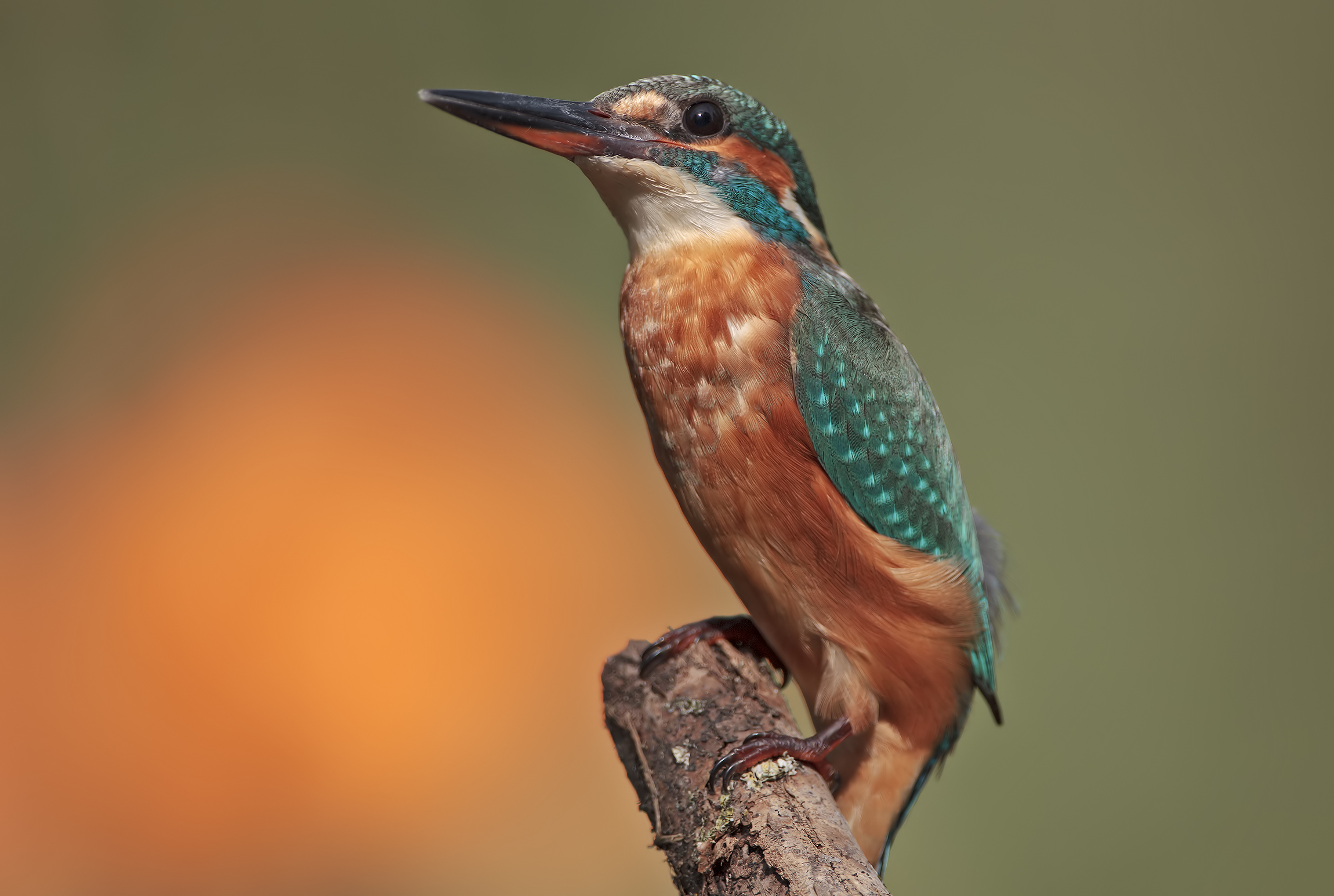 Una martina....nel sole
