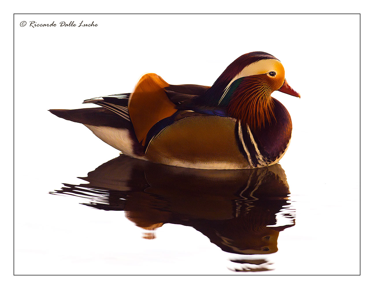 Backlit - Mandarin Duck