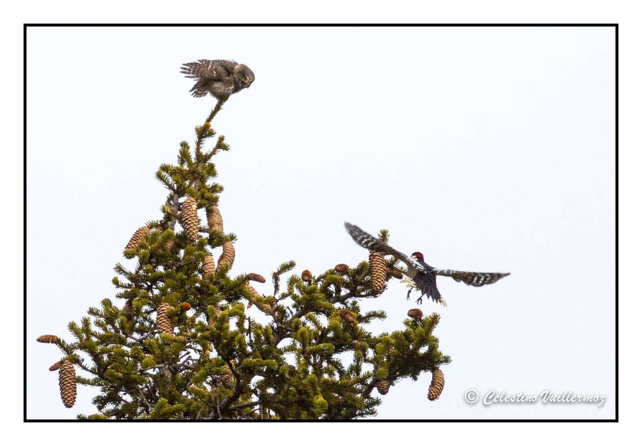 Civetta nana con picchio