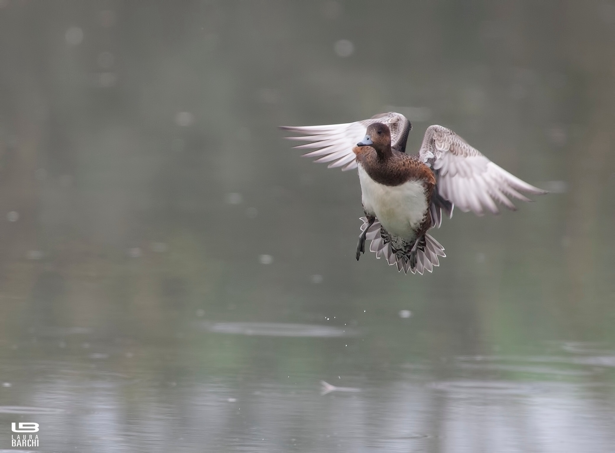 Fischione in atterraggio