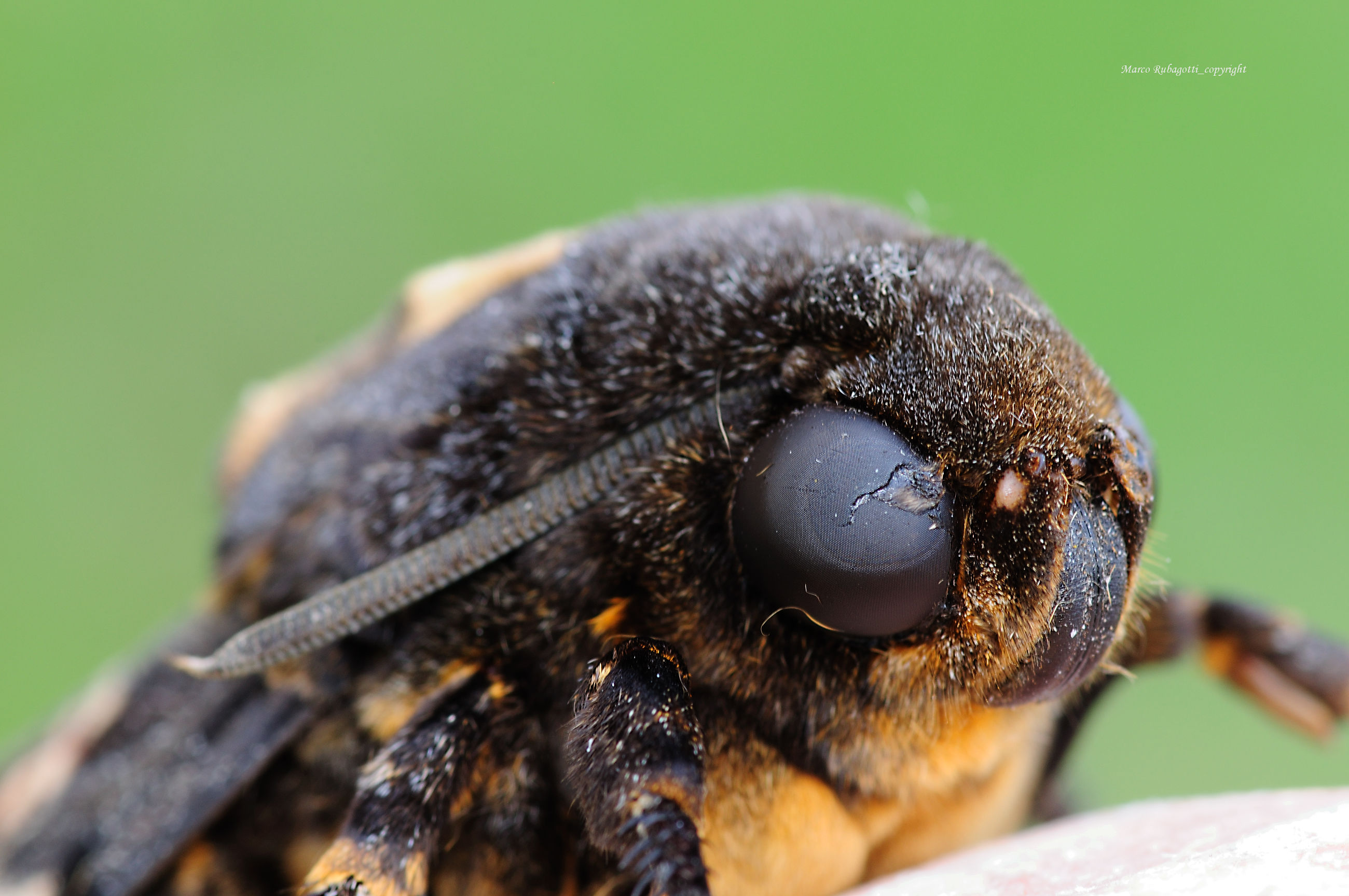 Acherontia Atropos_3