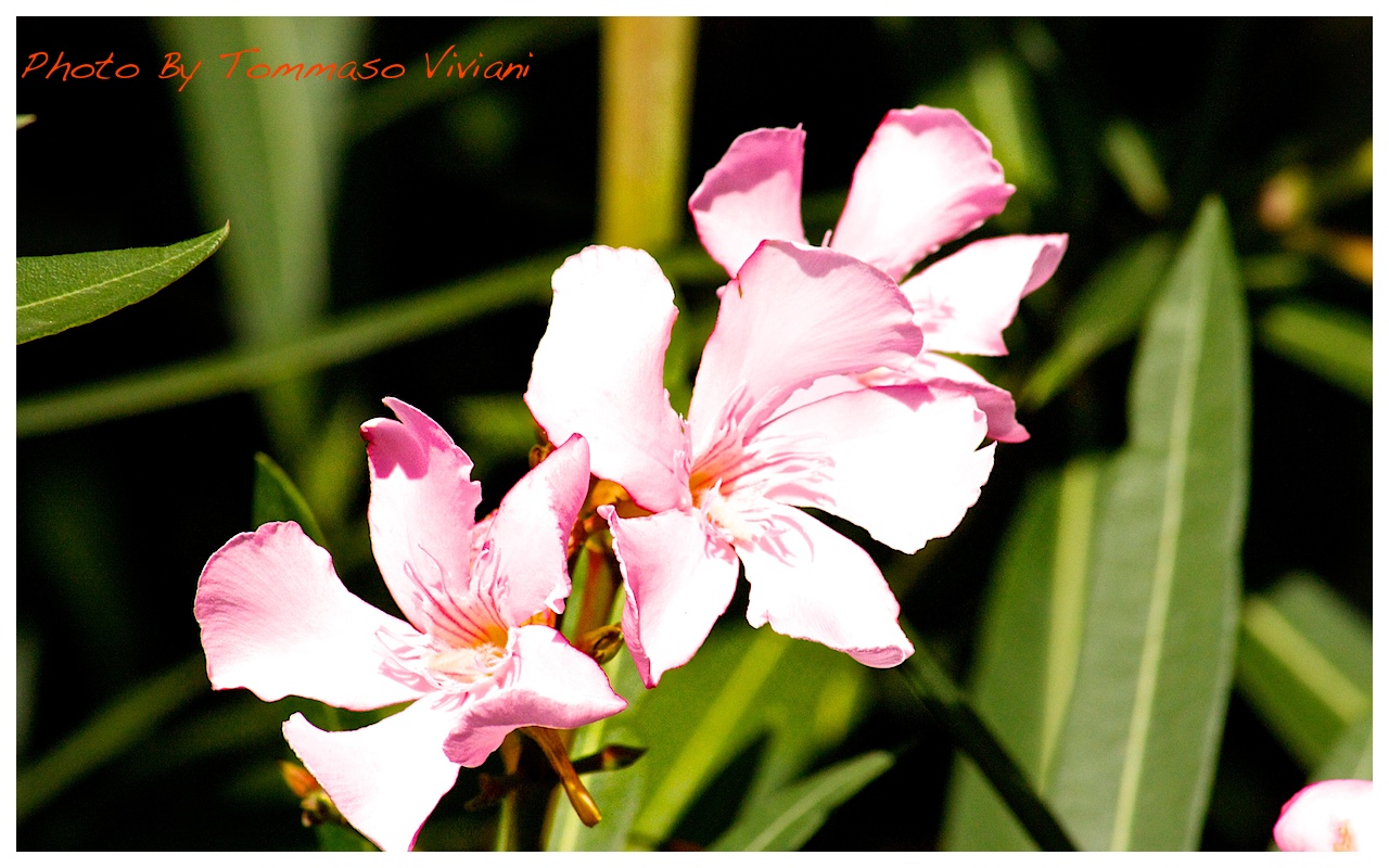 Flower Oleander Canon EOS 450D + Sigma 70-300 DC