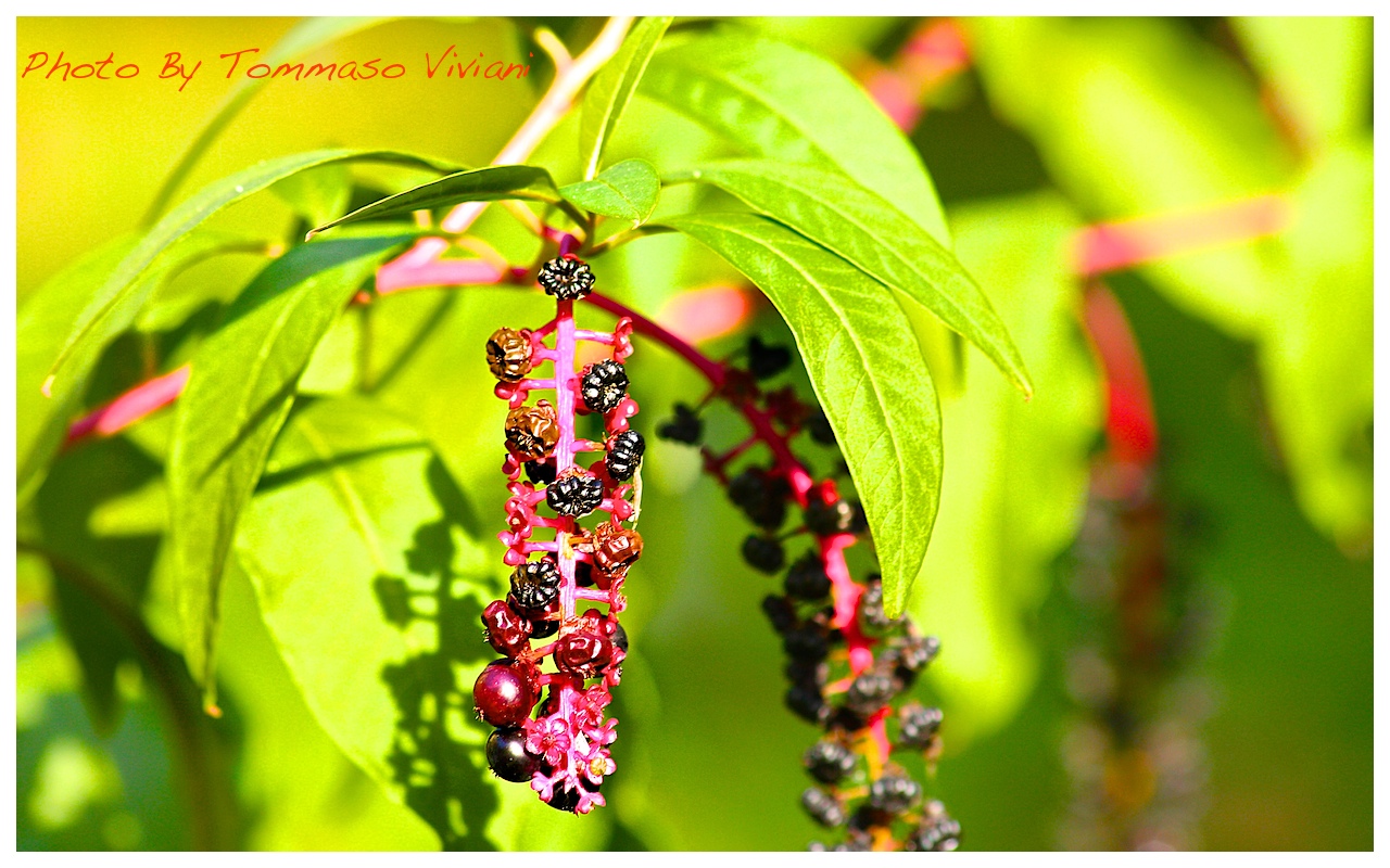 Canon EOS 450D + Sigma 70-300 DC