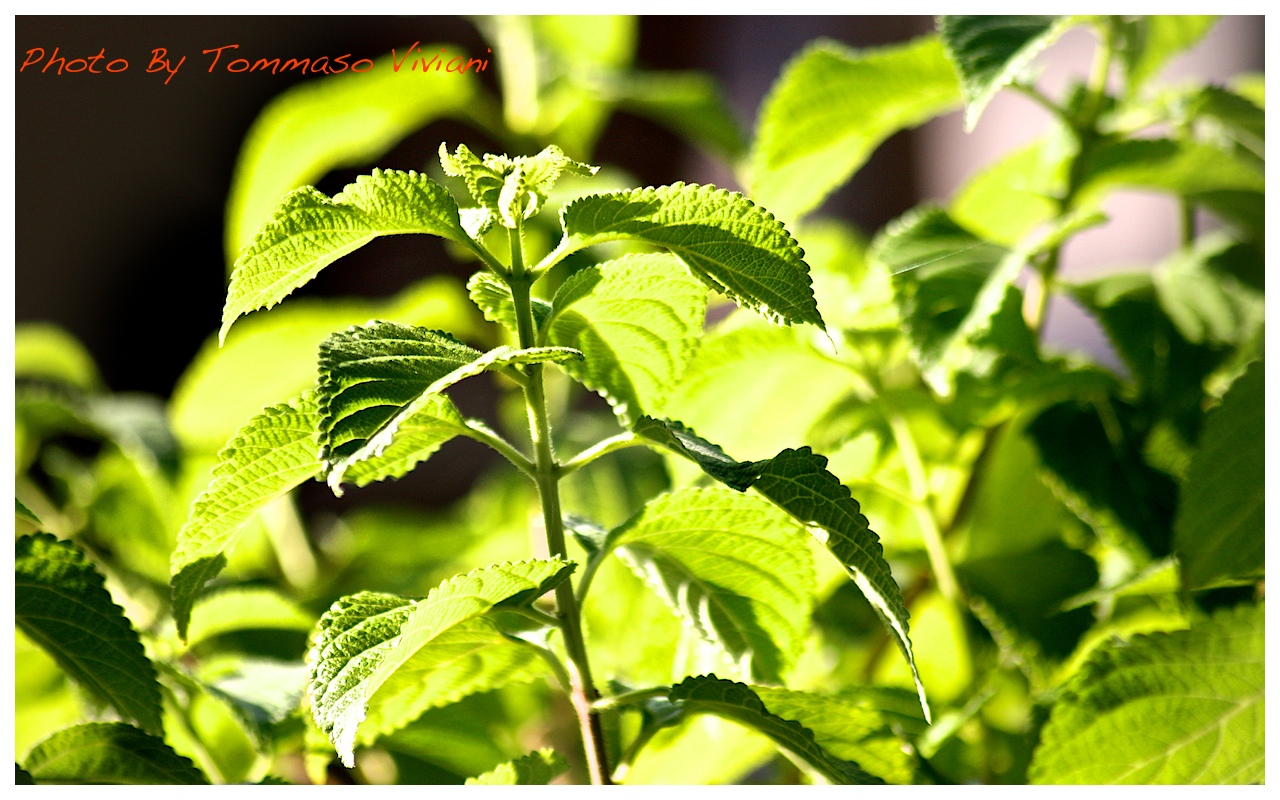 Canon EOS 450D + Sigma 70-300 DC