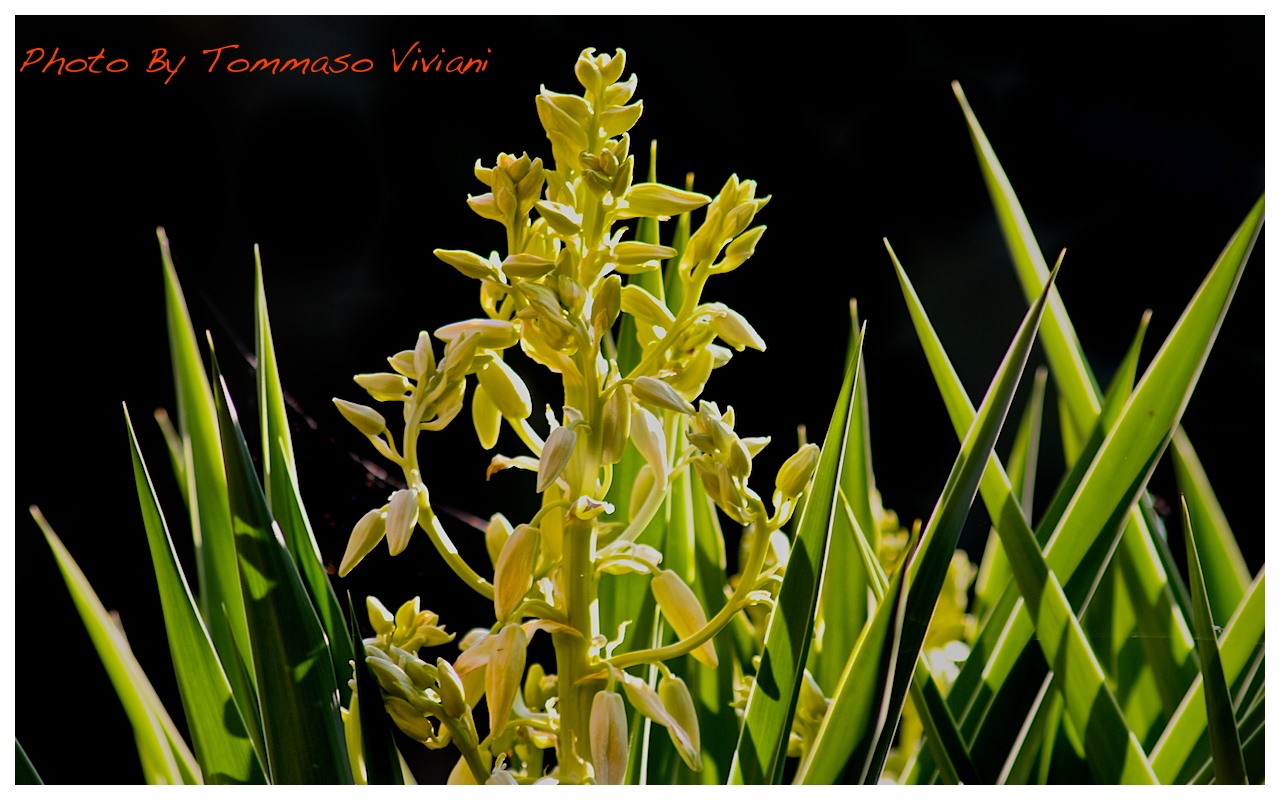 Canon EOS 450D + Sigma 70-300 DC