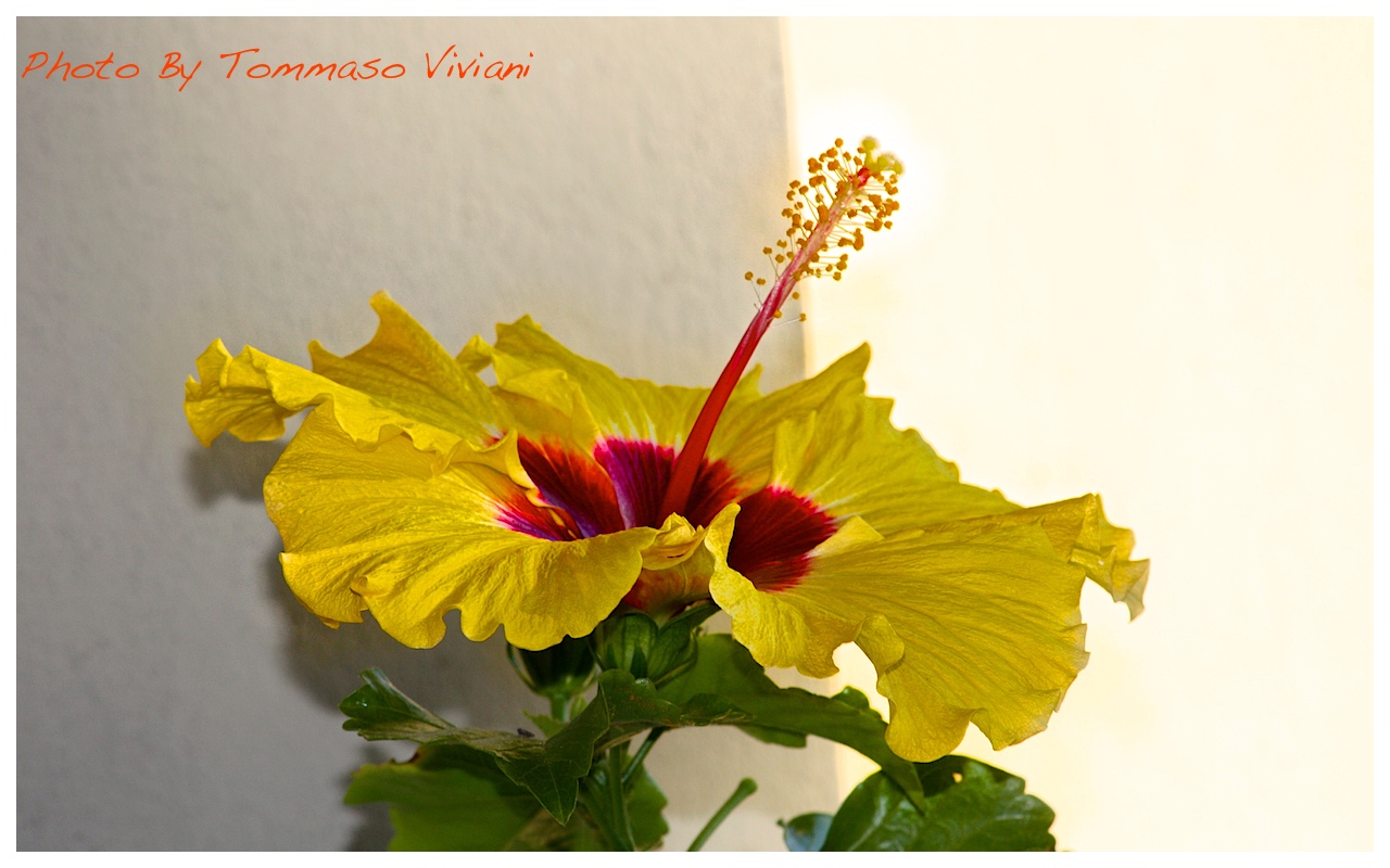 Canon EOS 450D + Sigma 70-300 DC