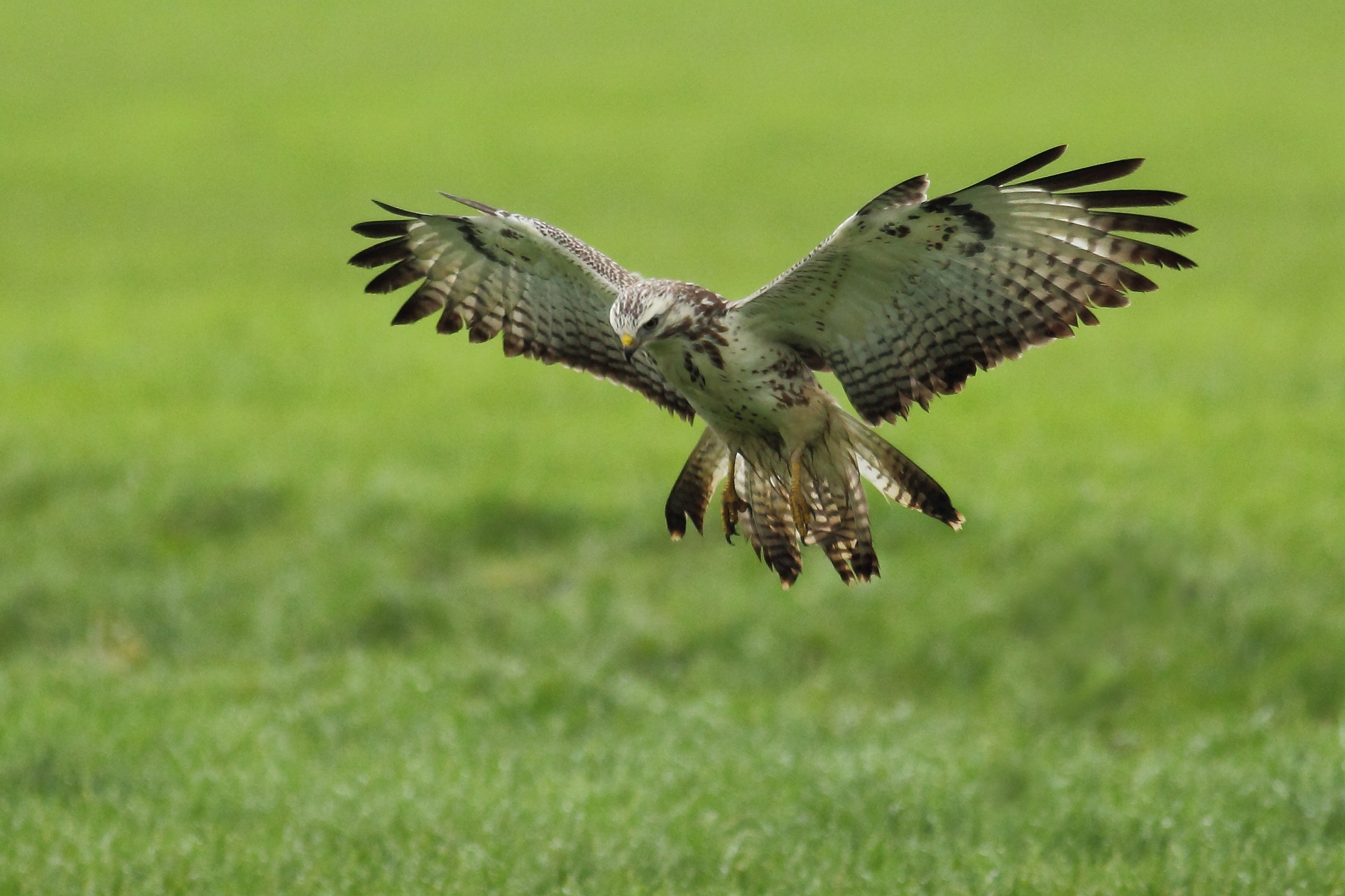 Buzzard