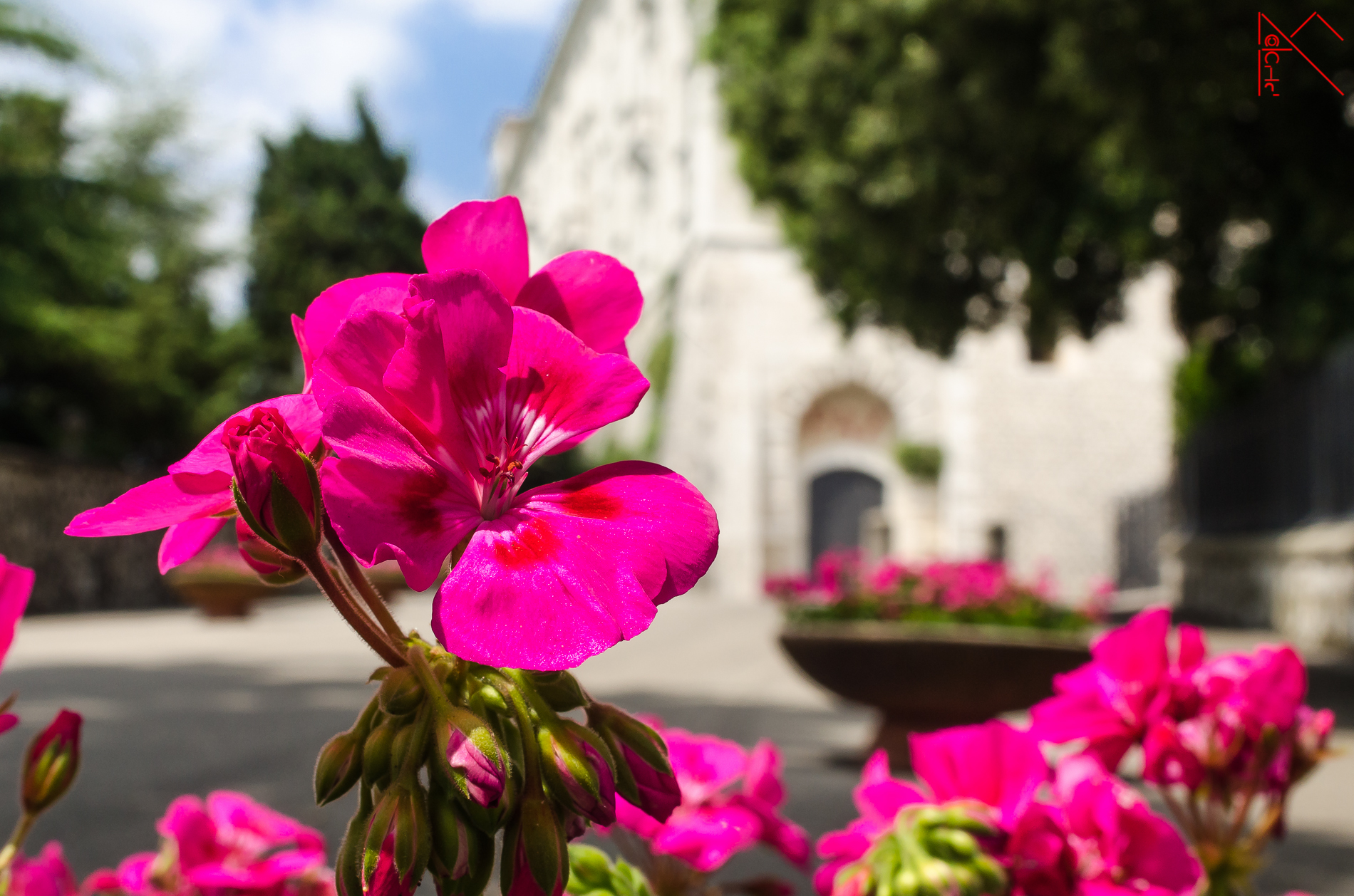 The geraniums of Montecassino