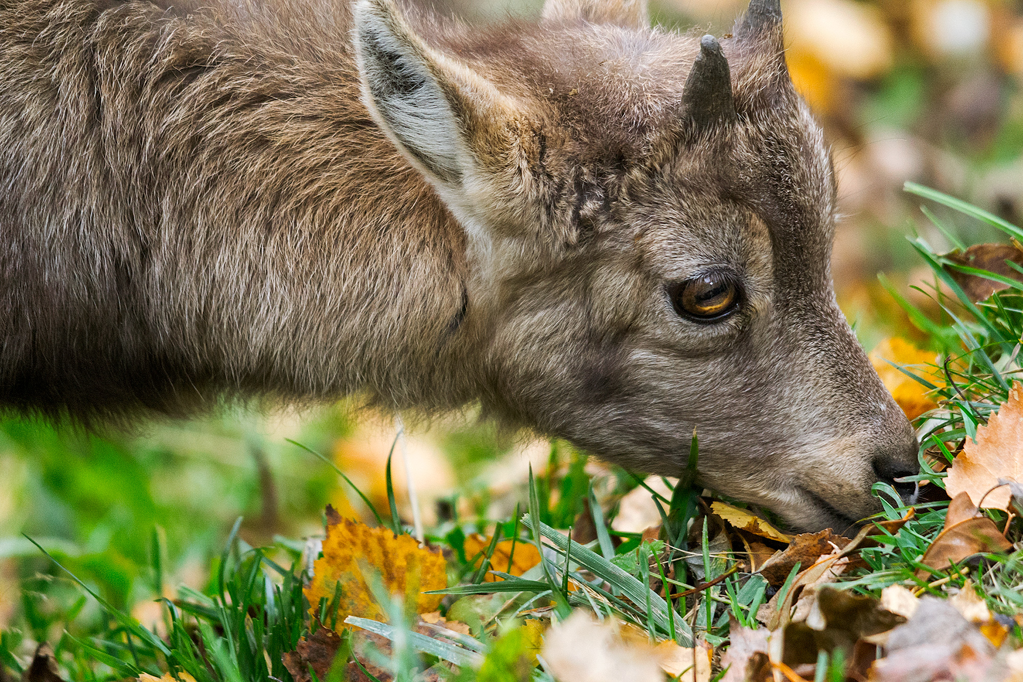cucciolo di stambecco
