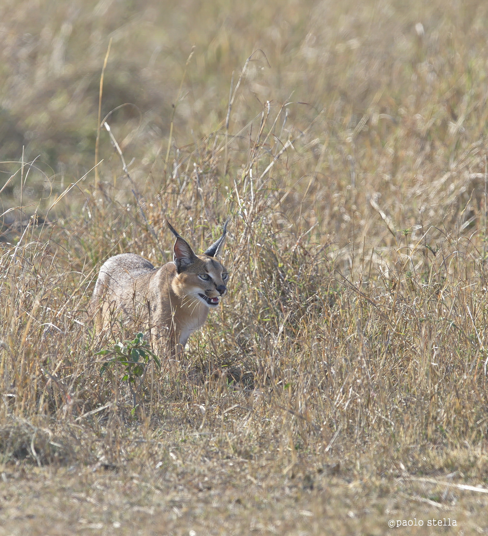 Caracal hunting