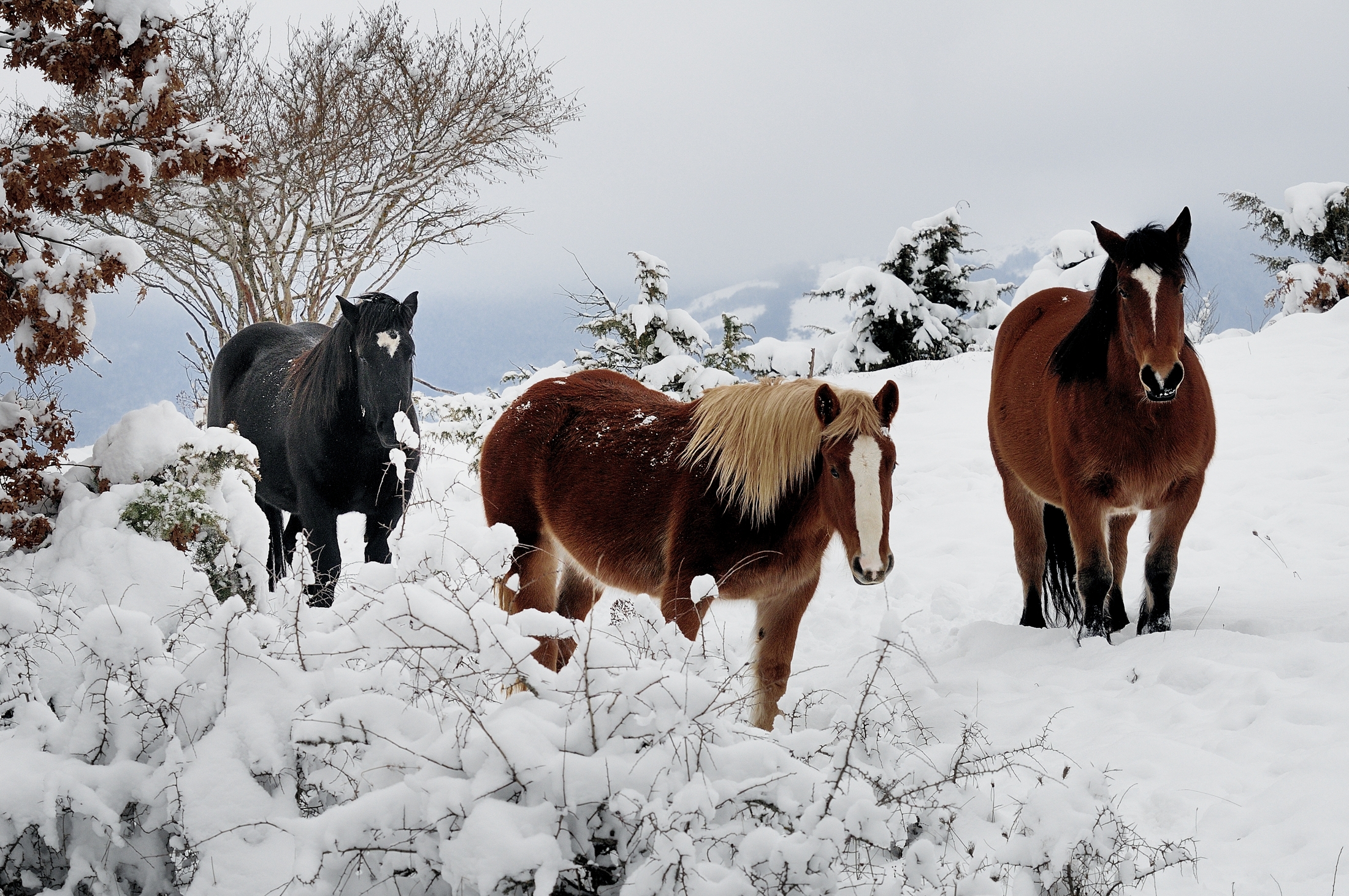 Vecchie foto ritrovate - cavalli