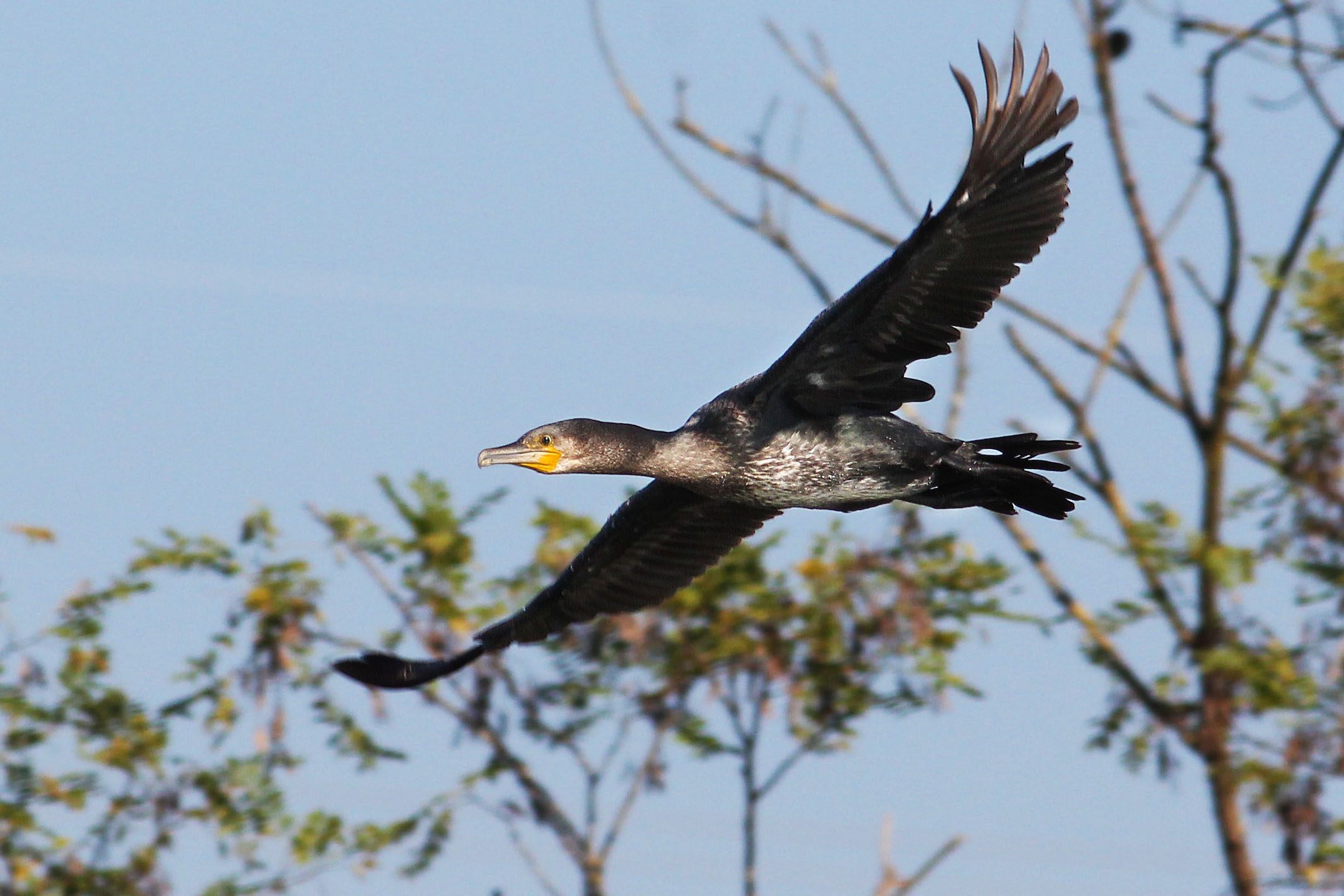 The Flight of the Cormorant