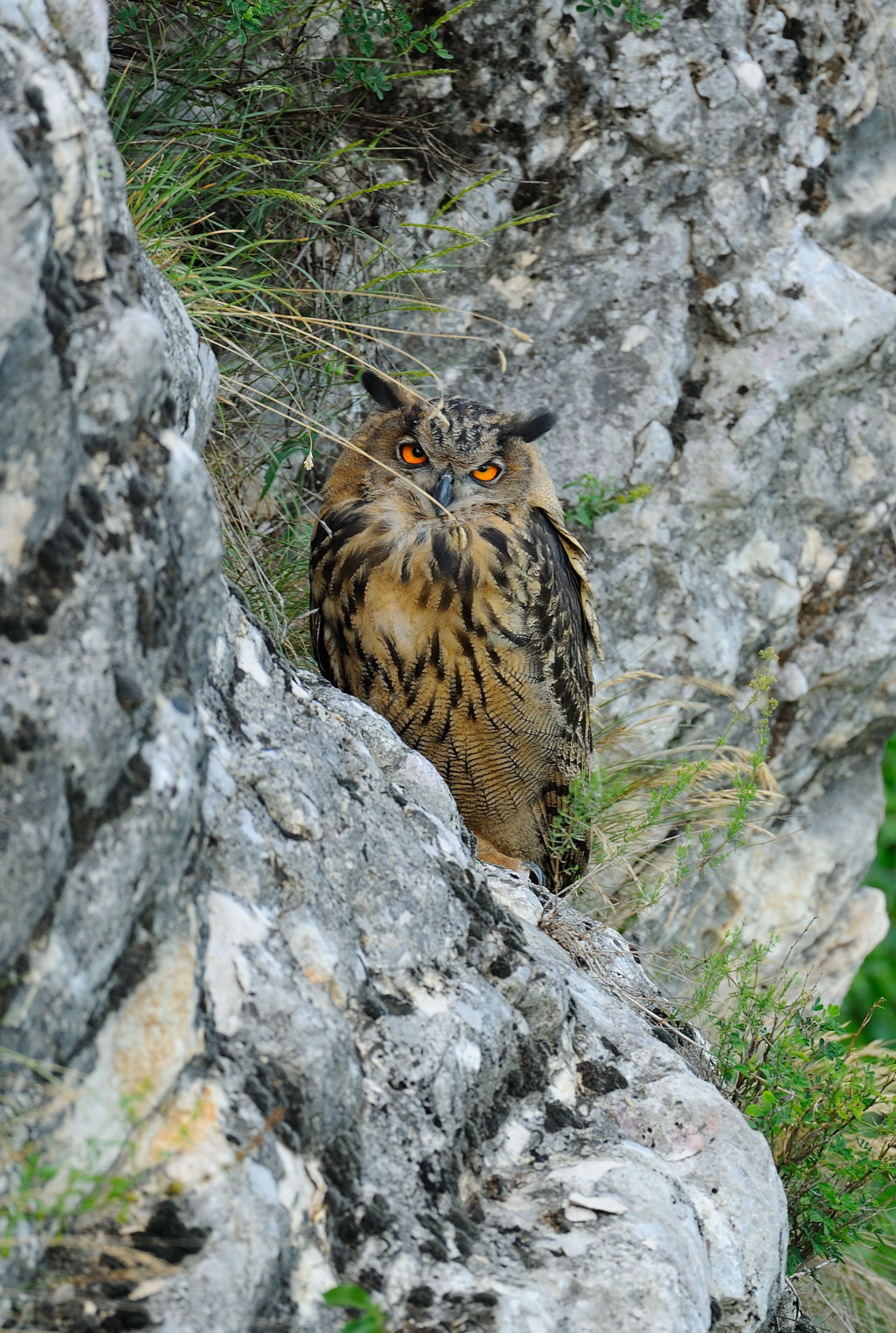 Eagle Owl