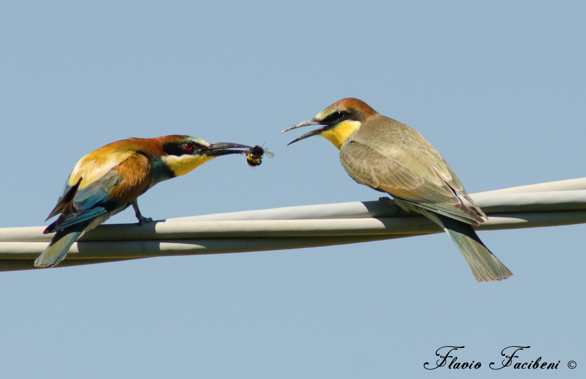 Gruccione con piccolo