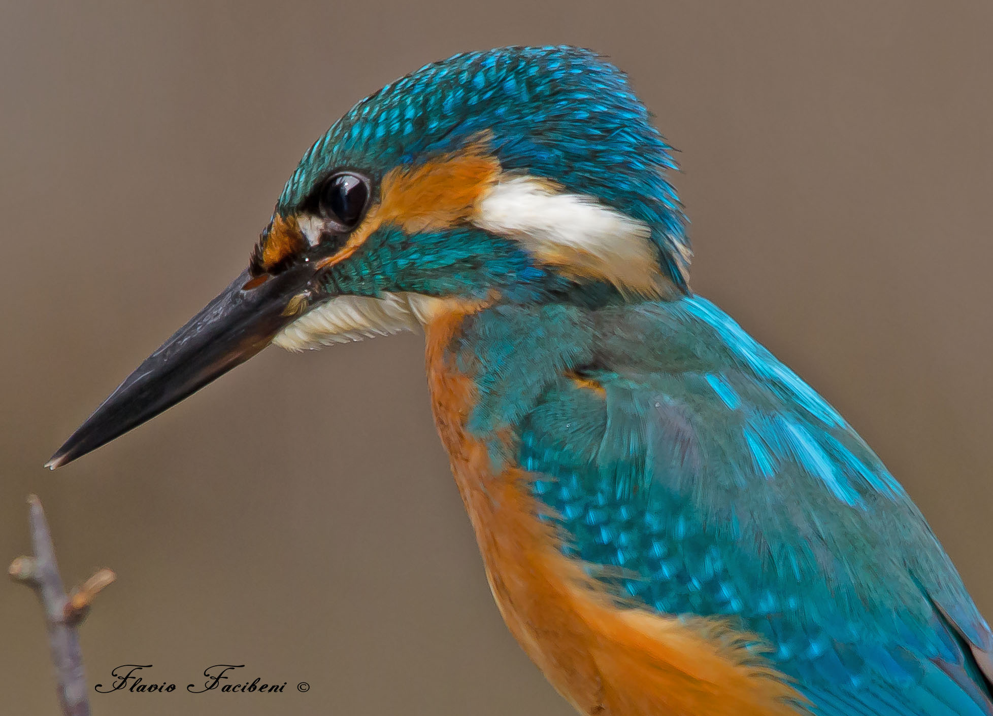 Primo piano di Martin Pescatore