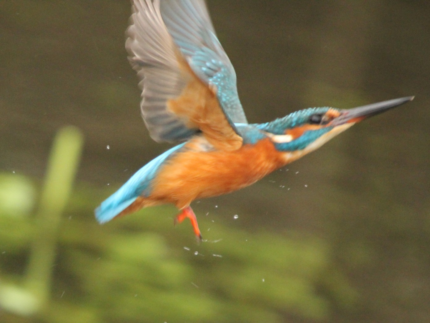 the flight of the martino