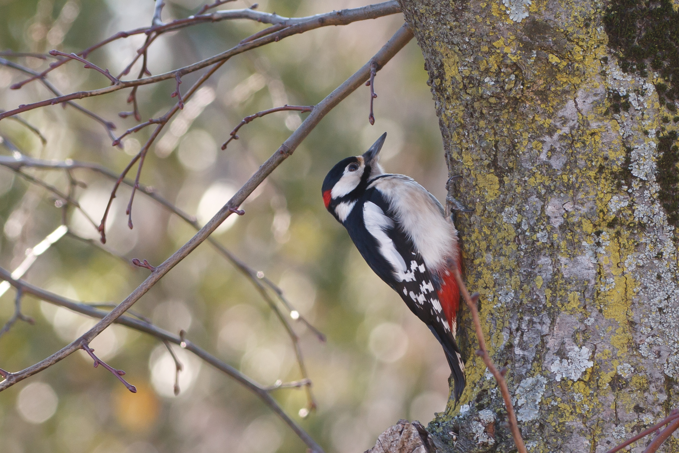 Picchio rosso maggiore