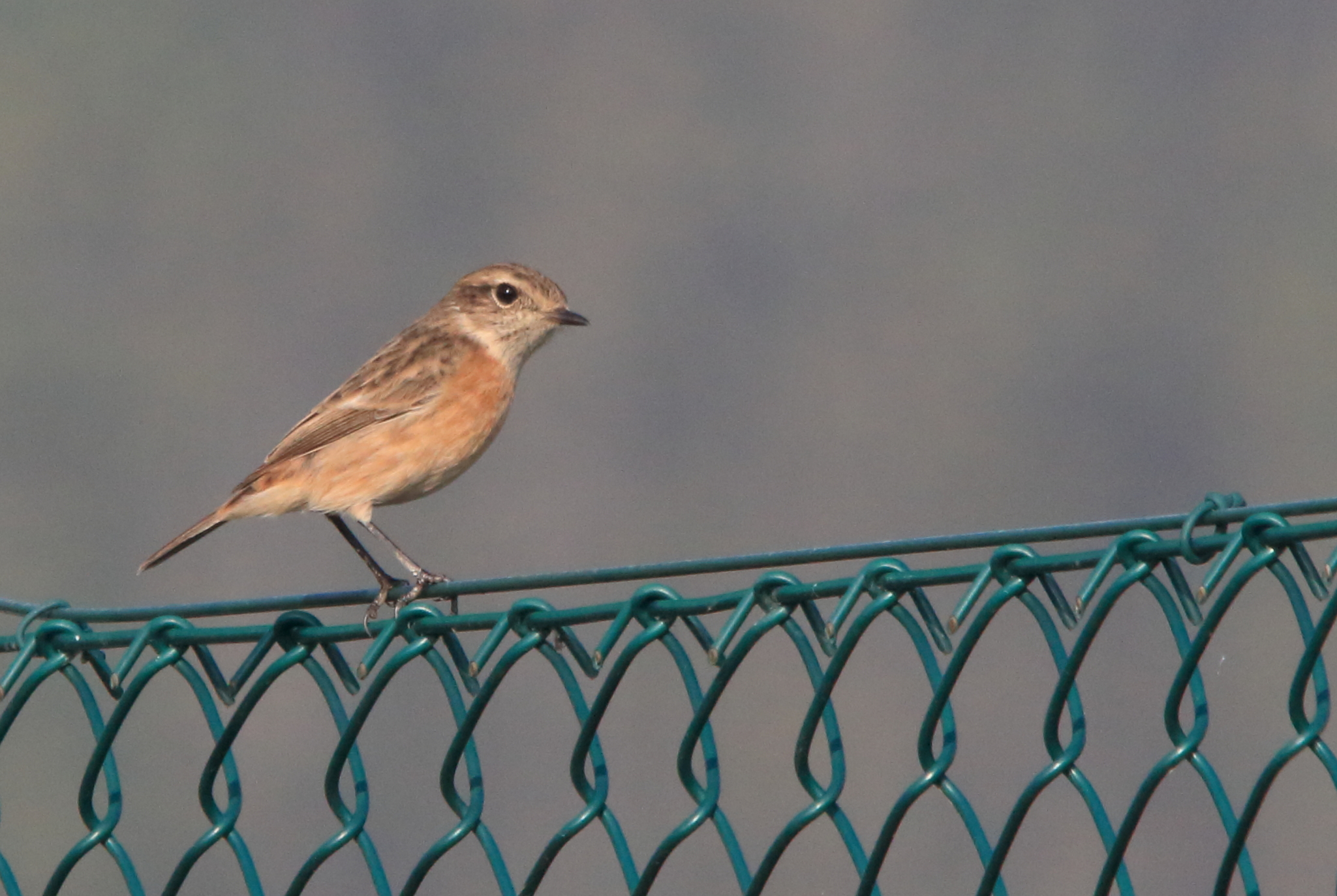 Stonechat