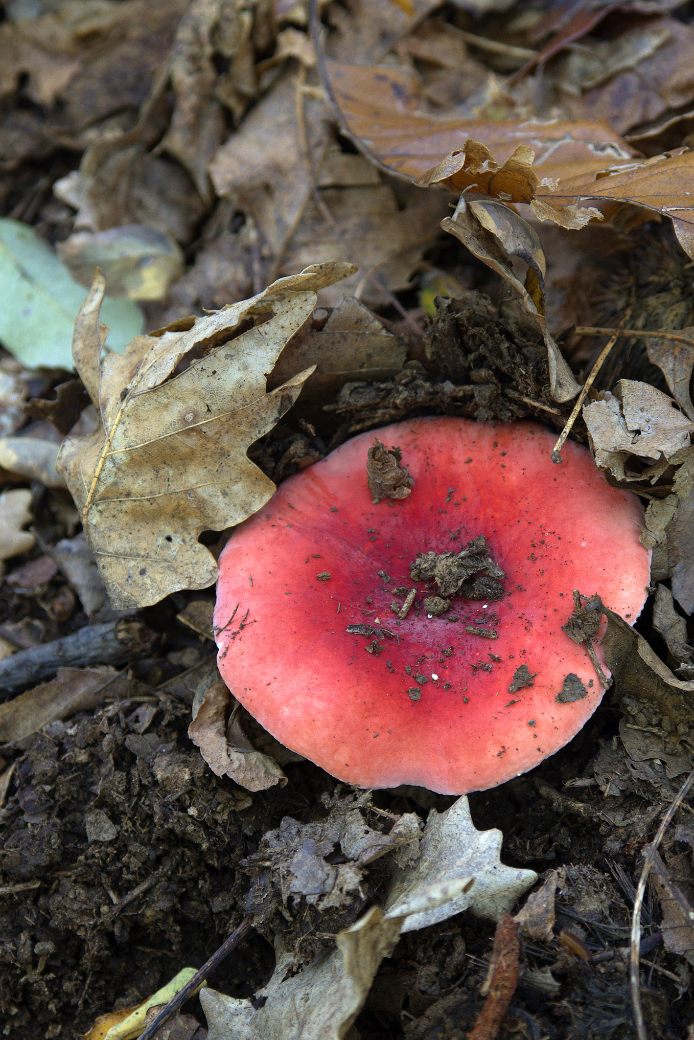 Russula Lepida