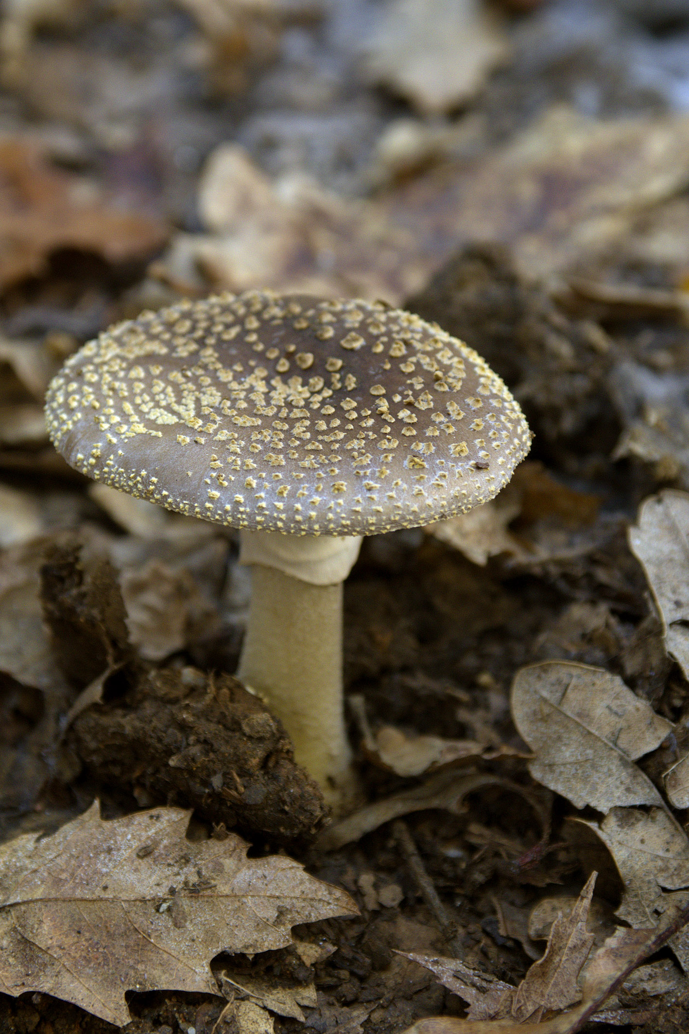 Amanita Pantherina?