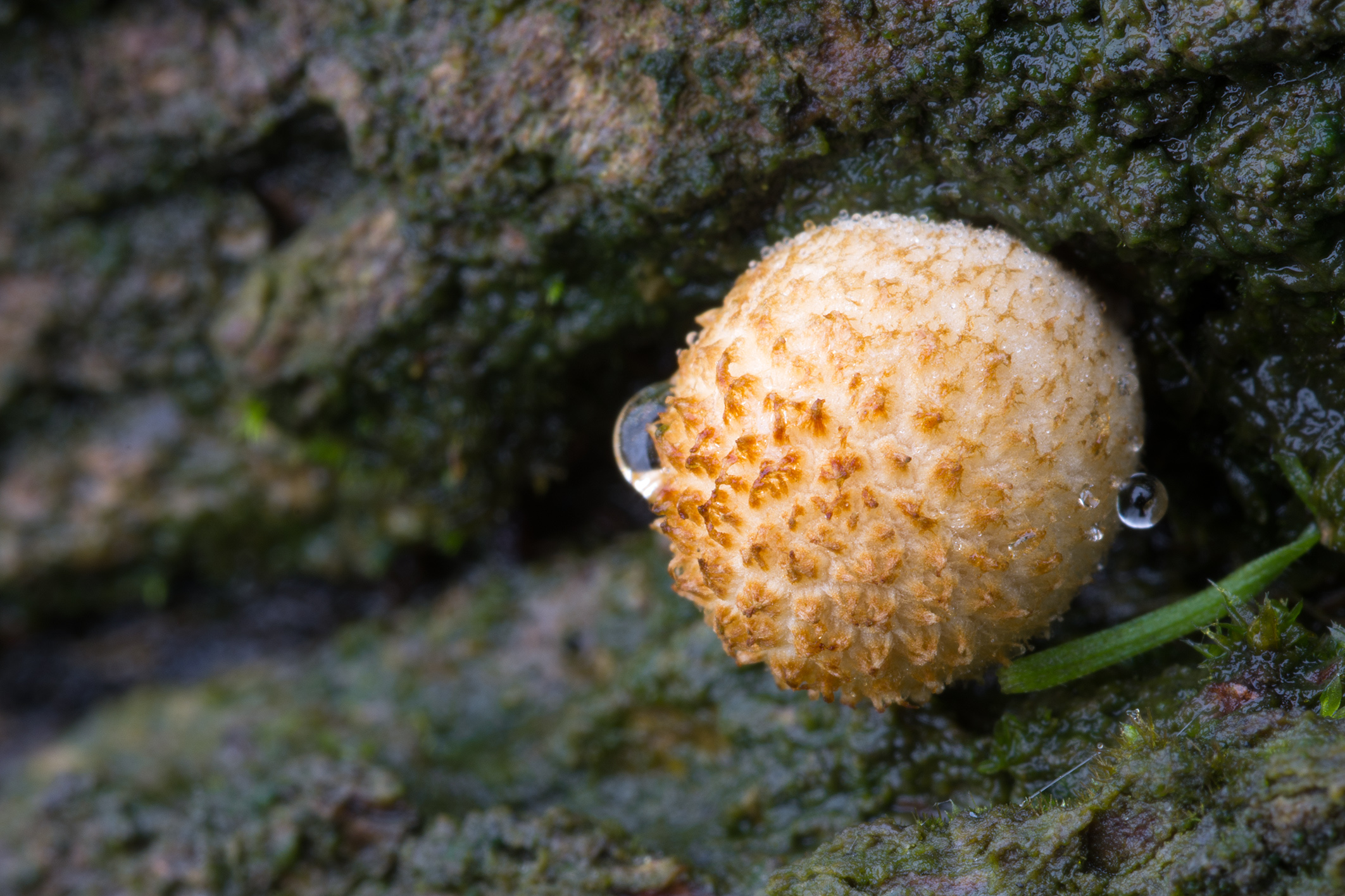Neonato...  (Coprinus sp.)
