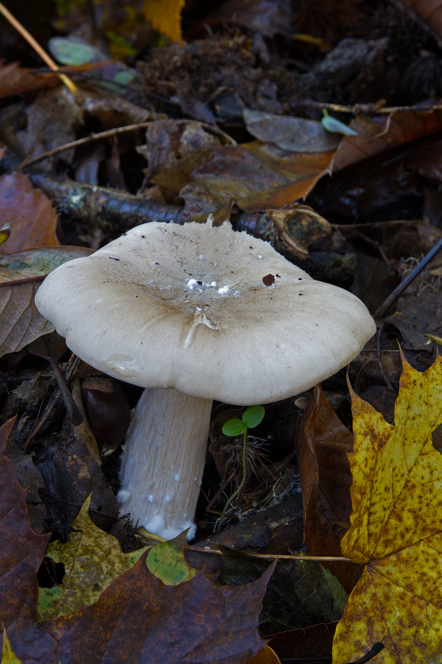 Clitocybe Nebularis